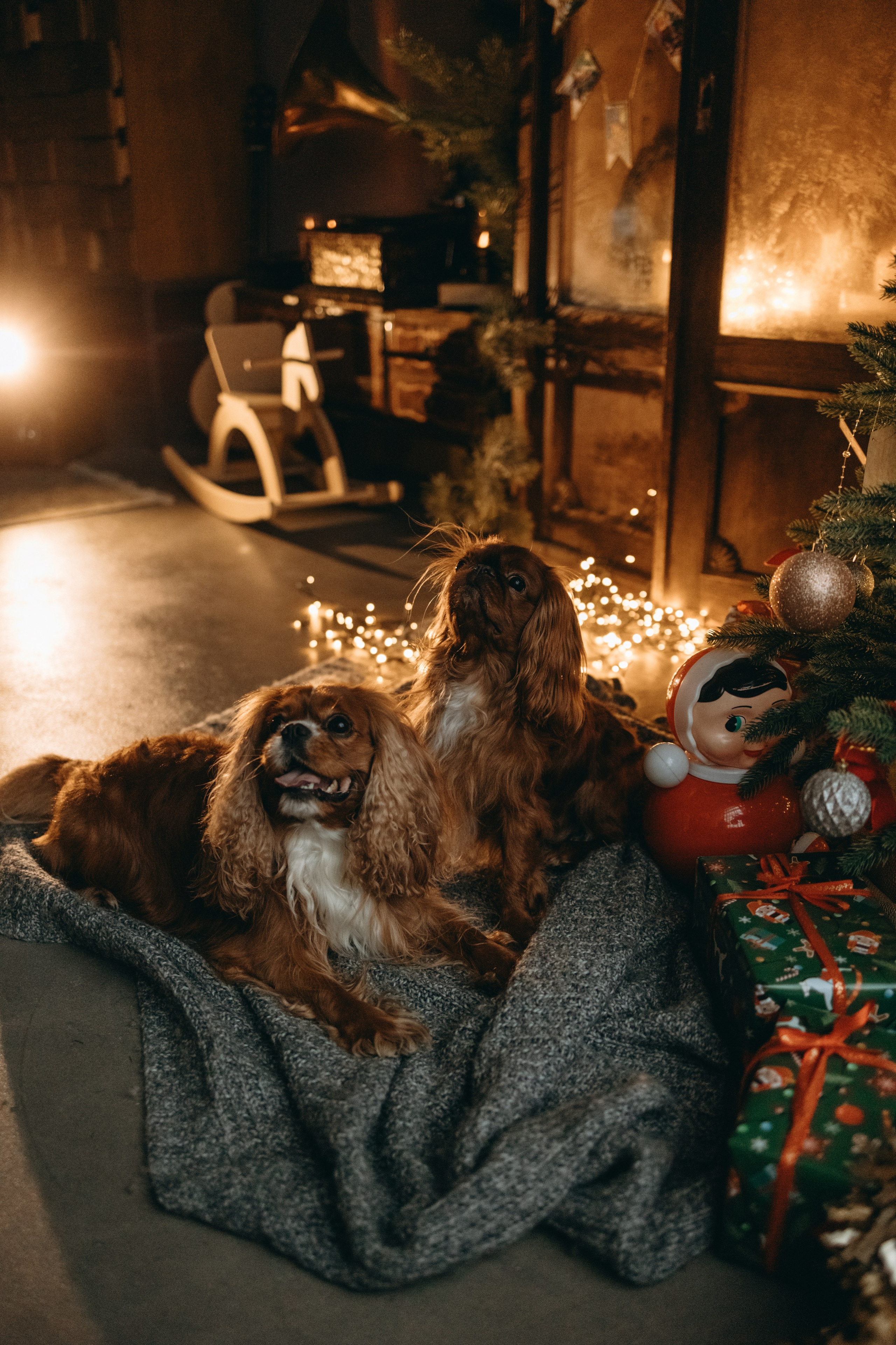 Новогодние фотостудии. Фотограф — Анималист | Санкт-Петербург