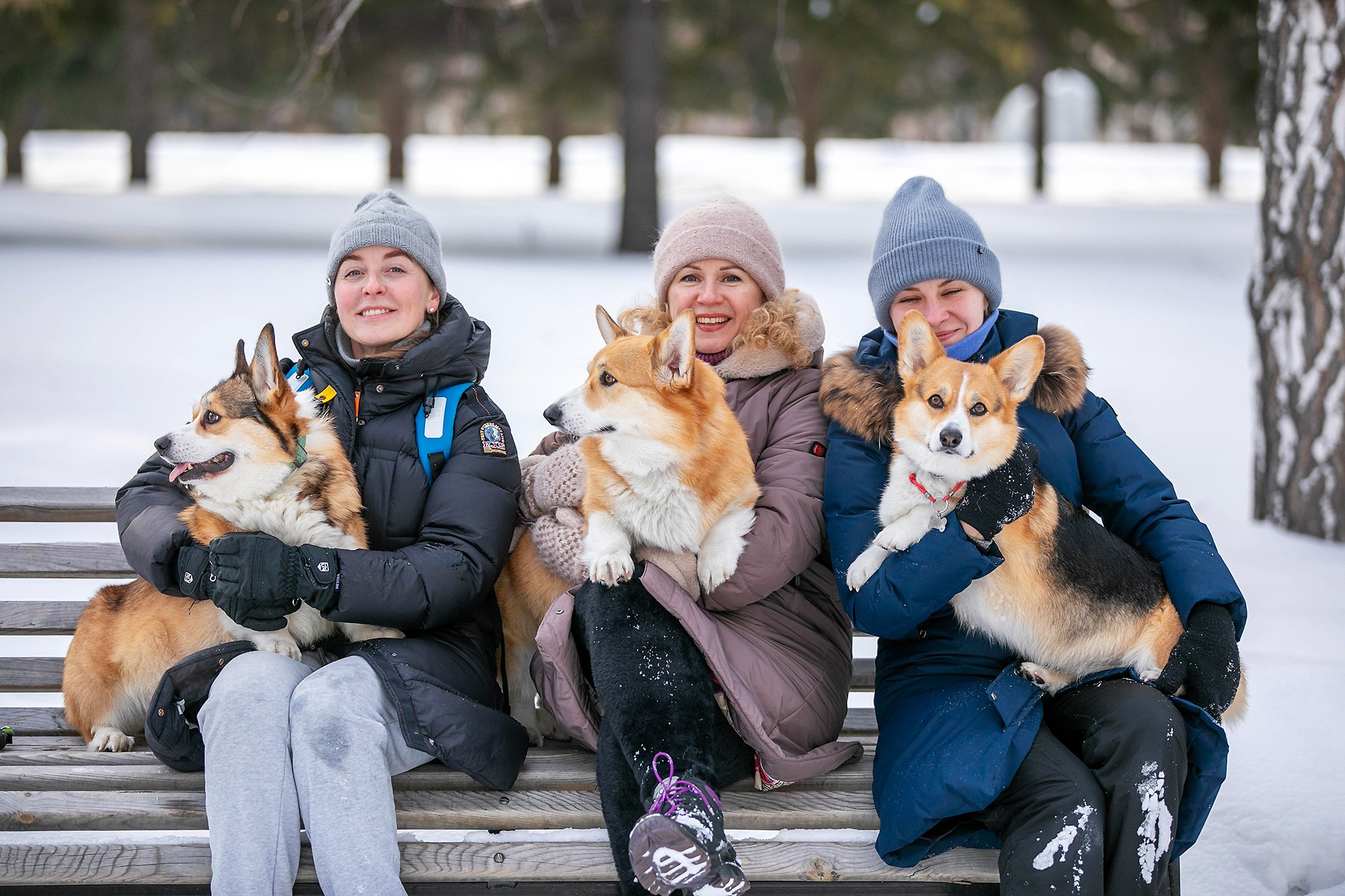Корги-туса. Фотограф-анималист в Омске Екатерина Маричева