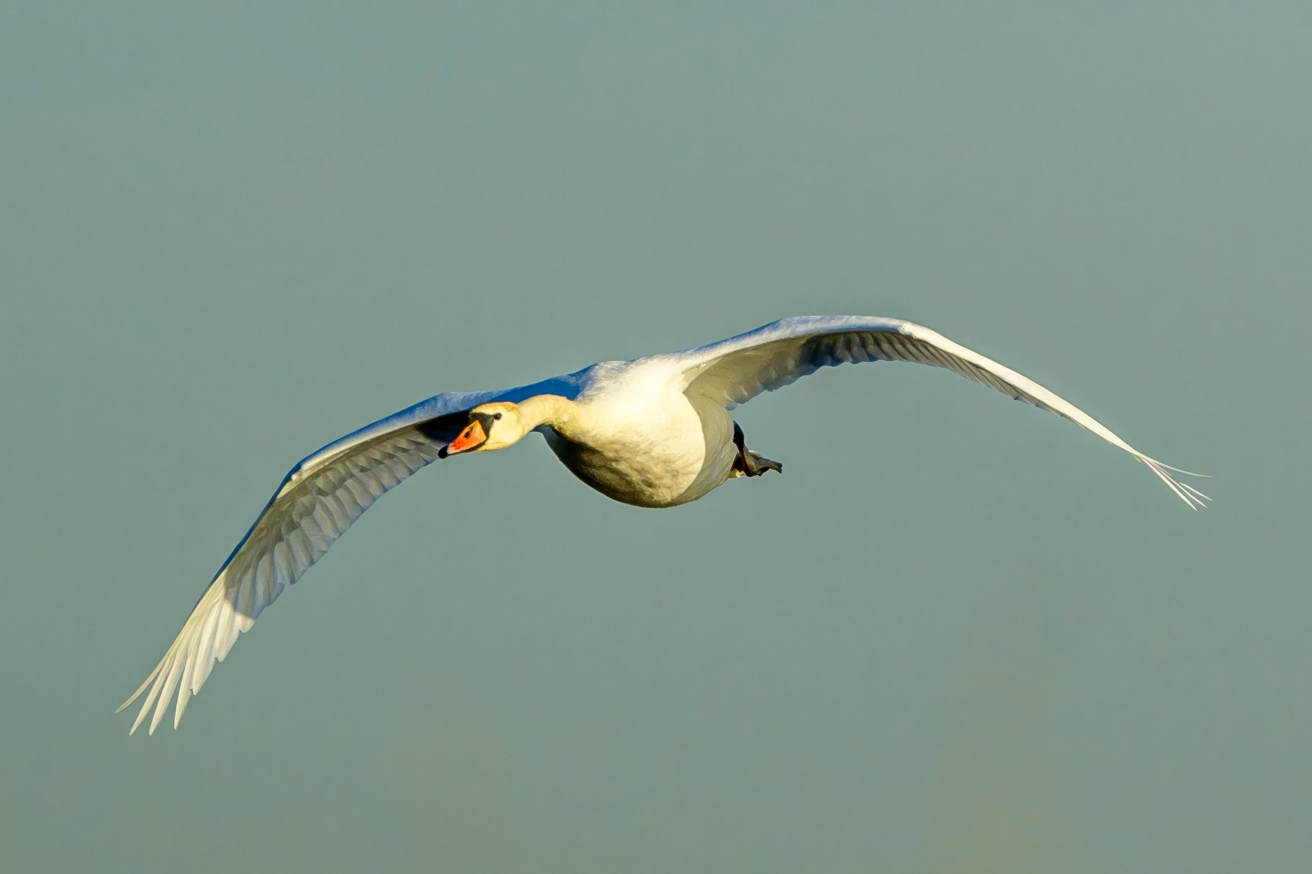 Лебеди, совы и лунь. Wildlife photography by Sergey Puponin