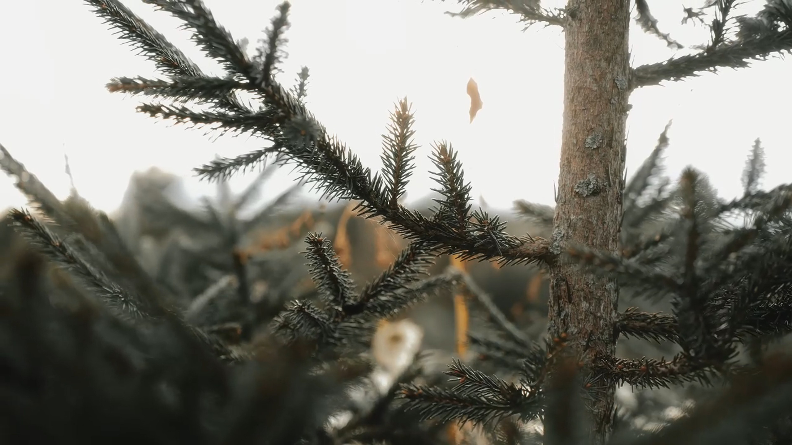 Анна — проводник в конный мир 🎬. Видеограф / Фотограф  — Яна Спащанская