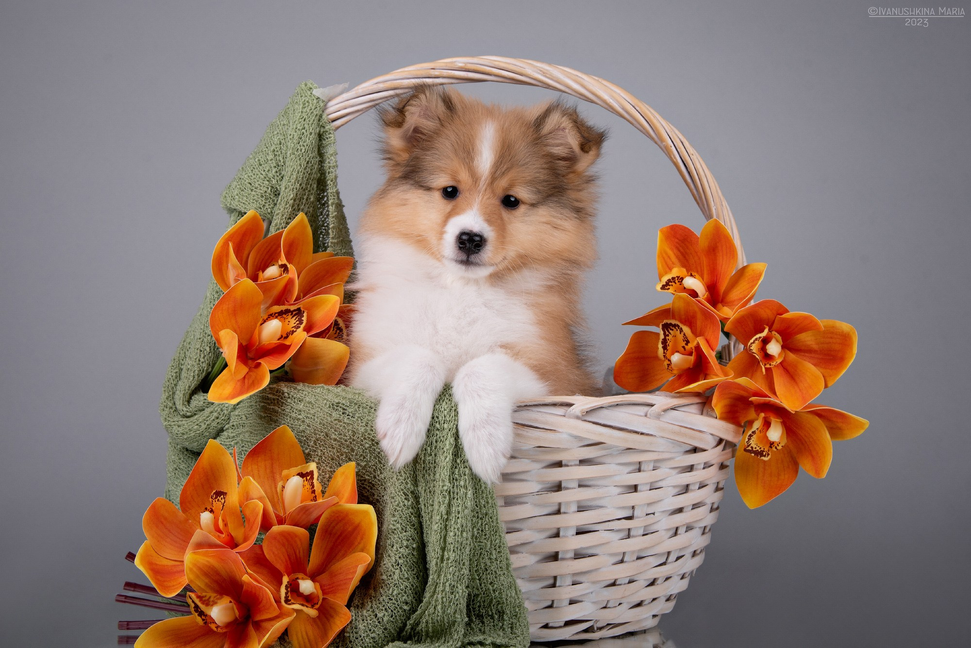 Фотосессия щенков на фонах. Фотограф собак в Москве и Московской области Иванушкина Мария