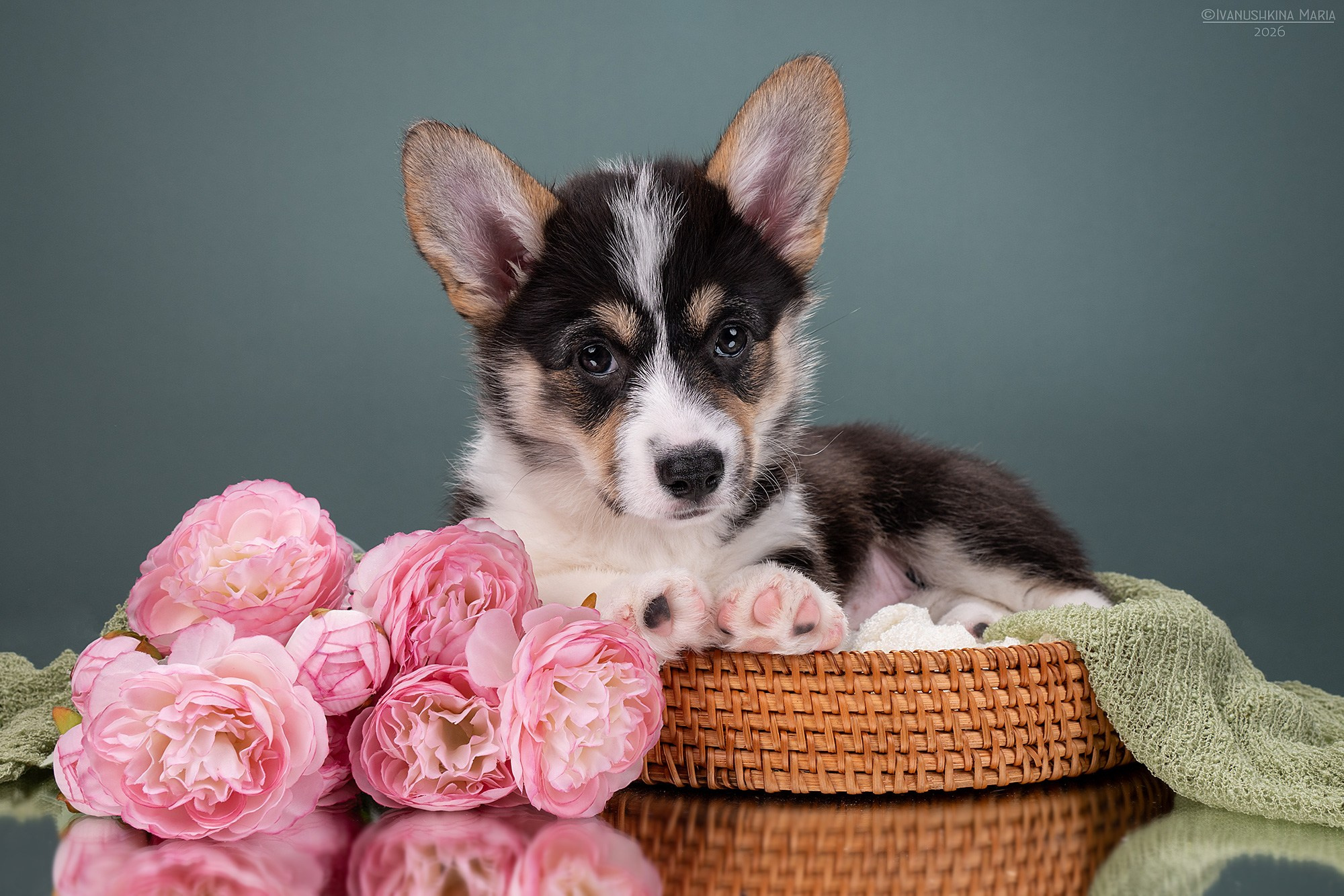 Фотосессия щенков на фонах. Фотограф собак в Москве и Московской области Иванушкина Мария