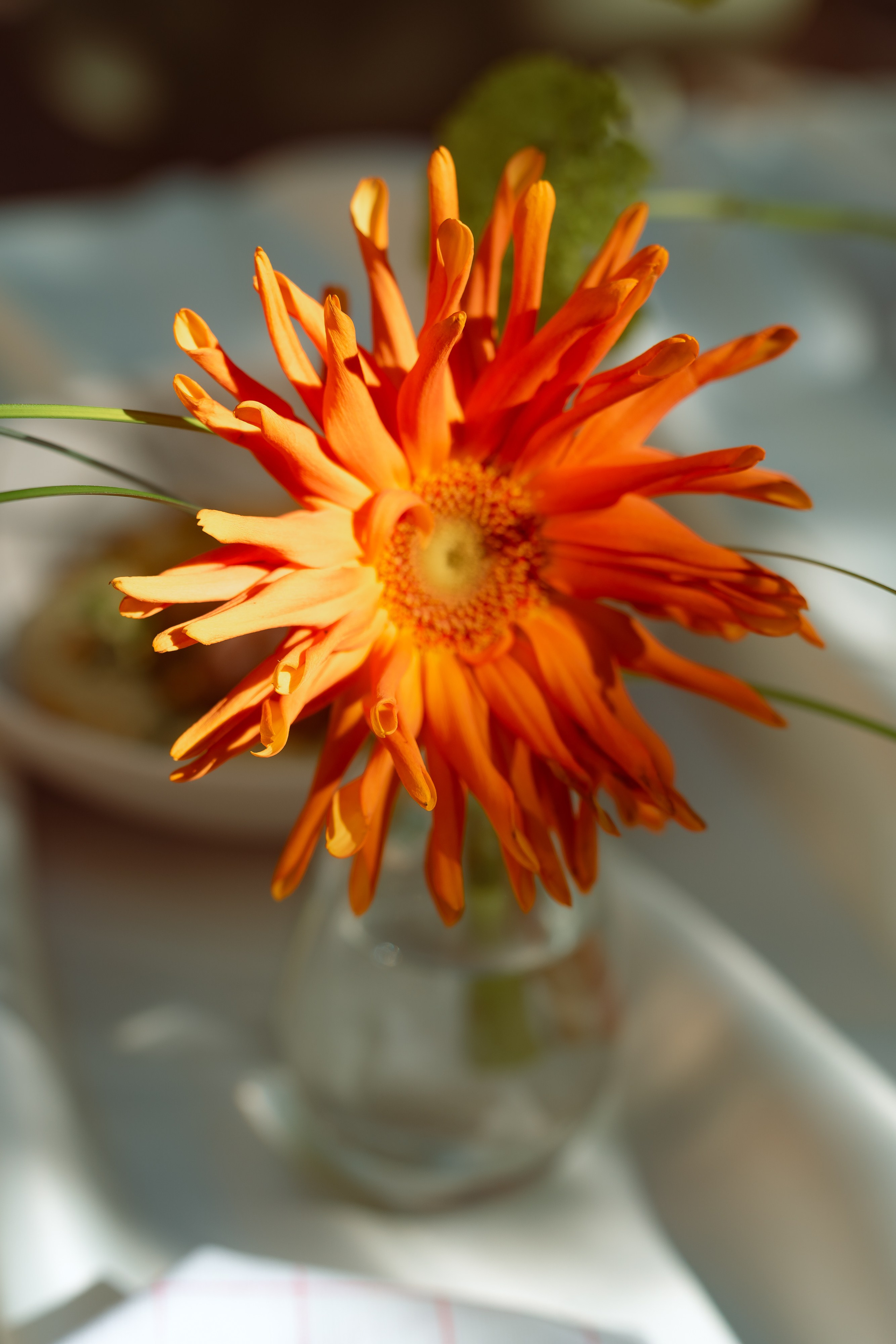 Оранжевая георгина крупным планом в стеклянной вазе, мягкий фокус