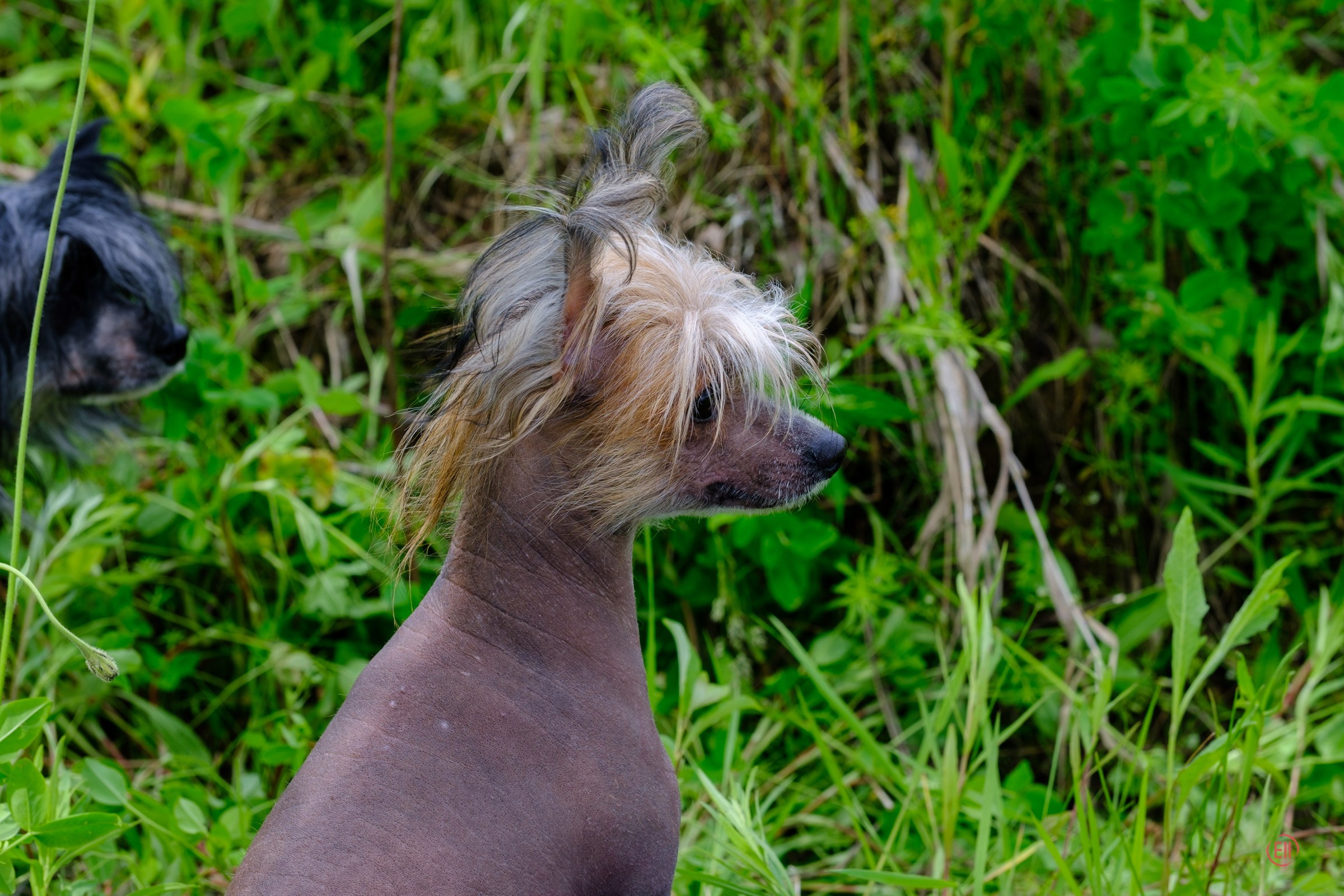 Просто в поле. Питомник китайских хохлатых собак Poale Ell: купить щенка