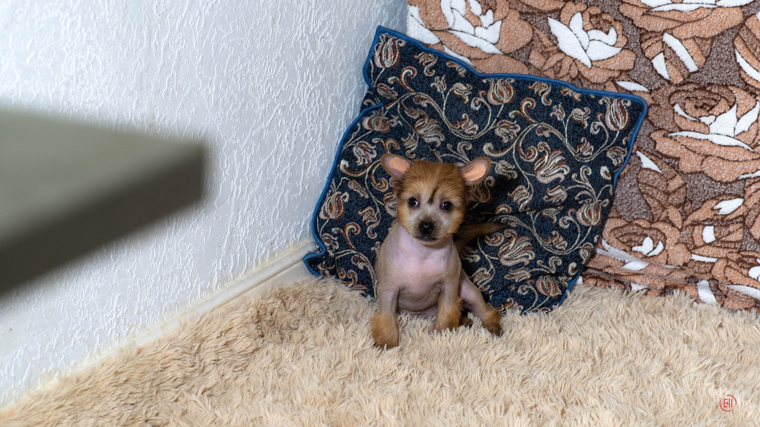 Poale Ell Gloria. Chinese Crested Dog Kennel Poale Ell