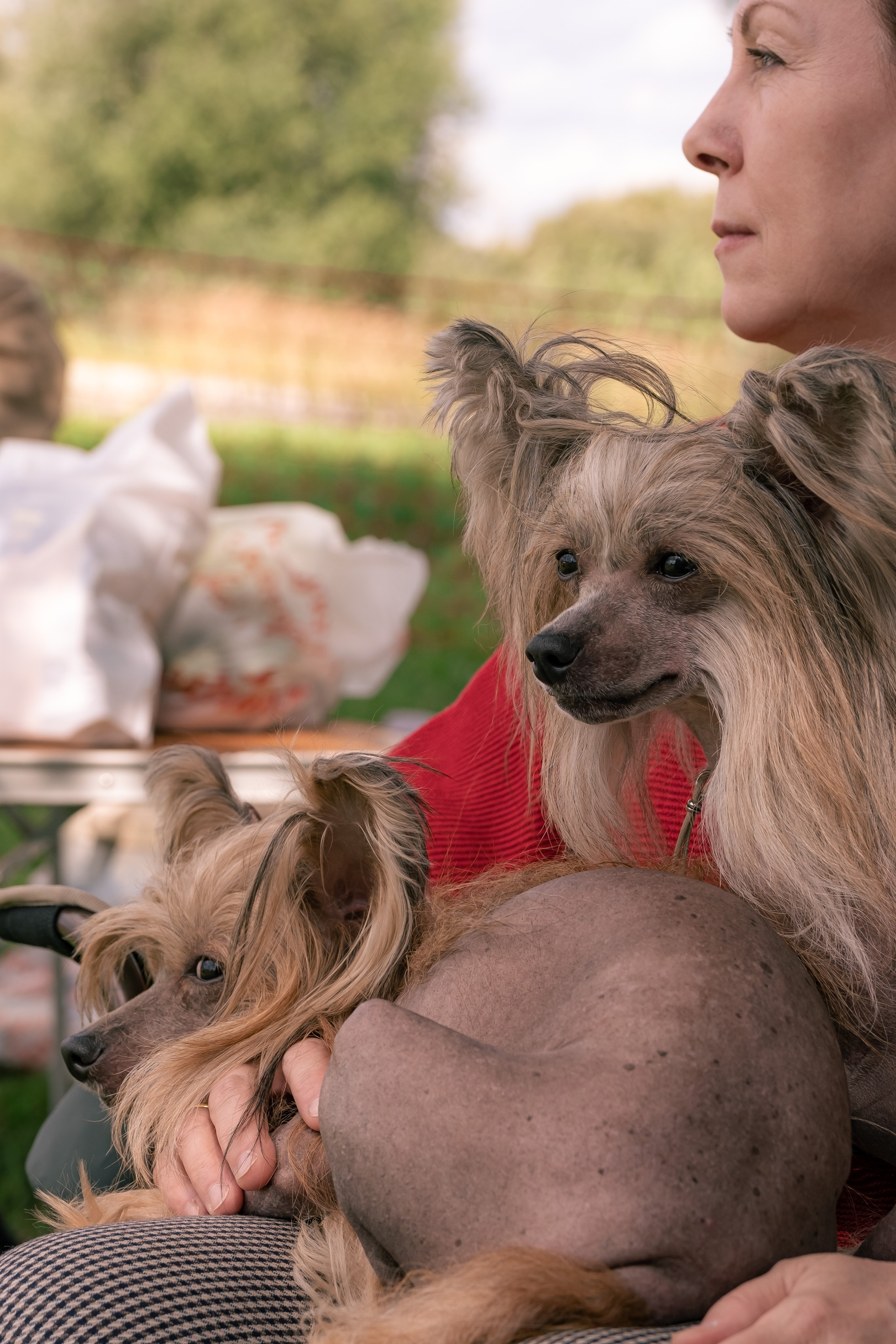 Poale Ell Cooper. Chinese Crested Dog Kennel Poale Ell