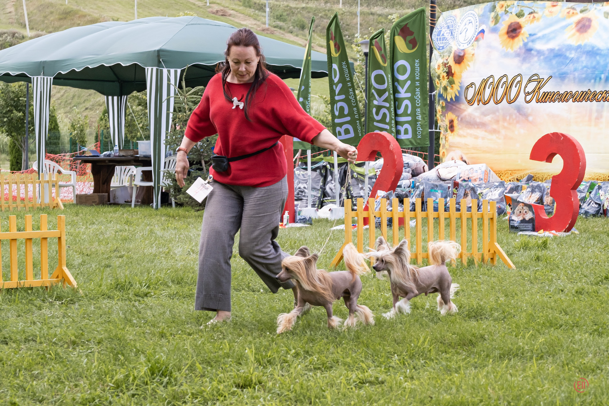 Липецк. Выставка собак. Питомник китайских хохлатых собак Poale Ell: купить щенка