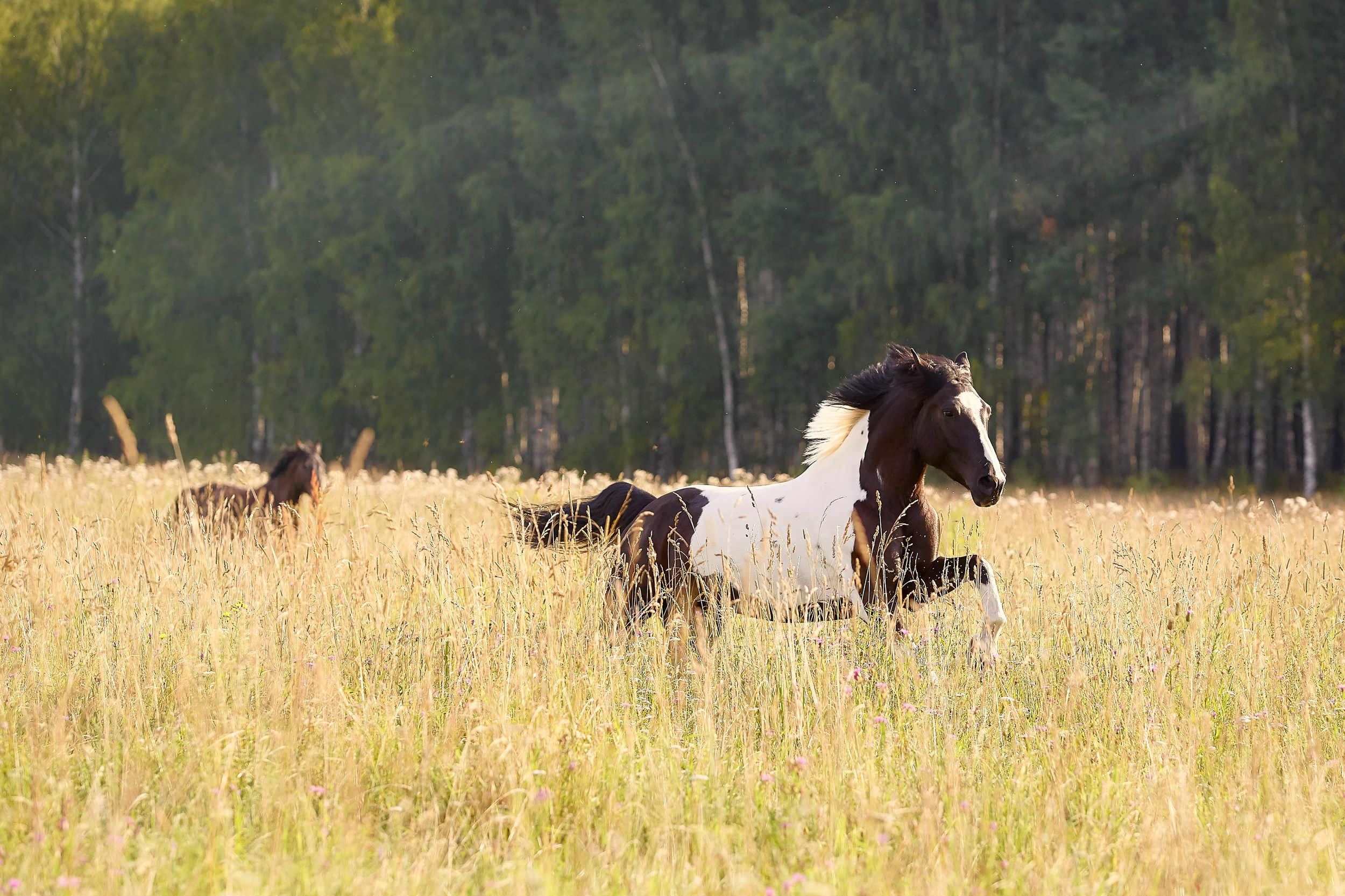 Фотосессия с лошадьми Фотограф Михаил Семенов, г. Ярославль