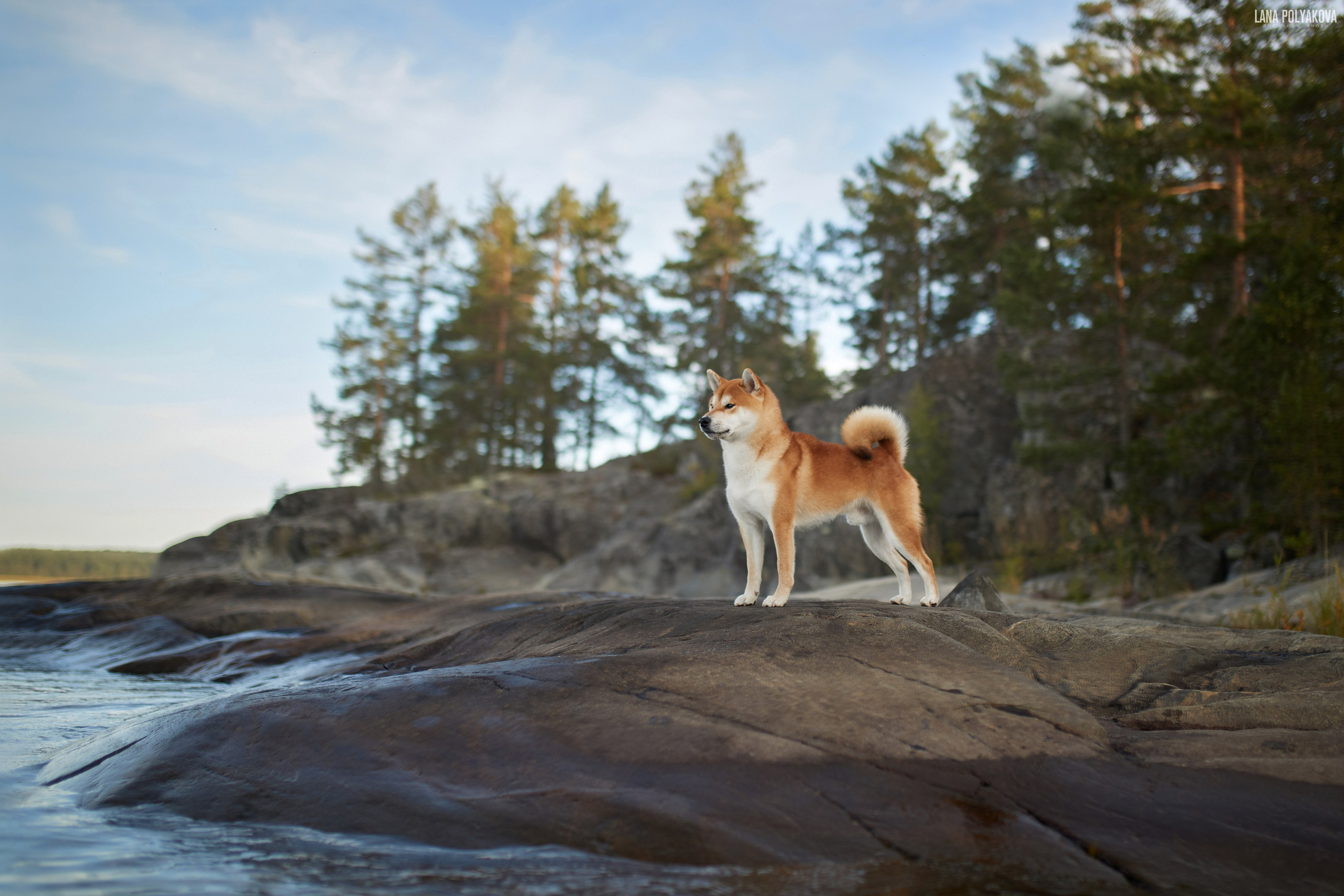 ВЫЕЗДНЫЕ ФОТОСЕССИИ СОБАК. ФОТОГРАФ-АНИМАЛИСТ l LANA POLYAKOVA