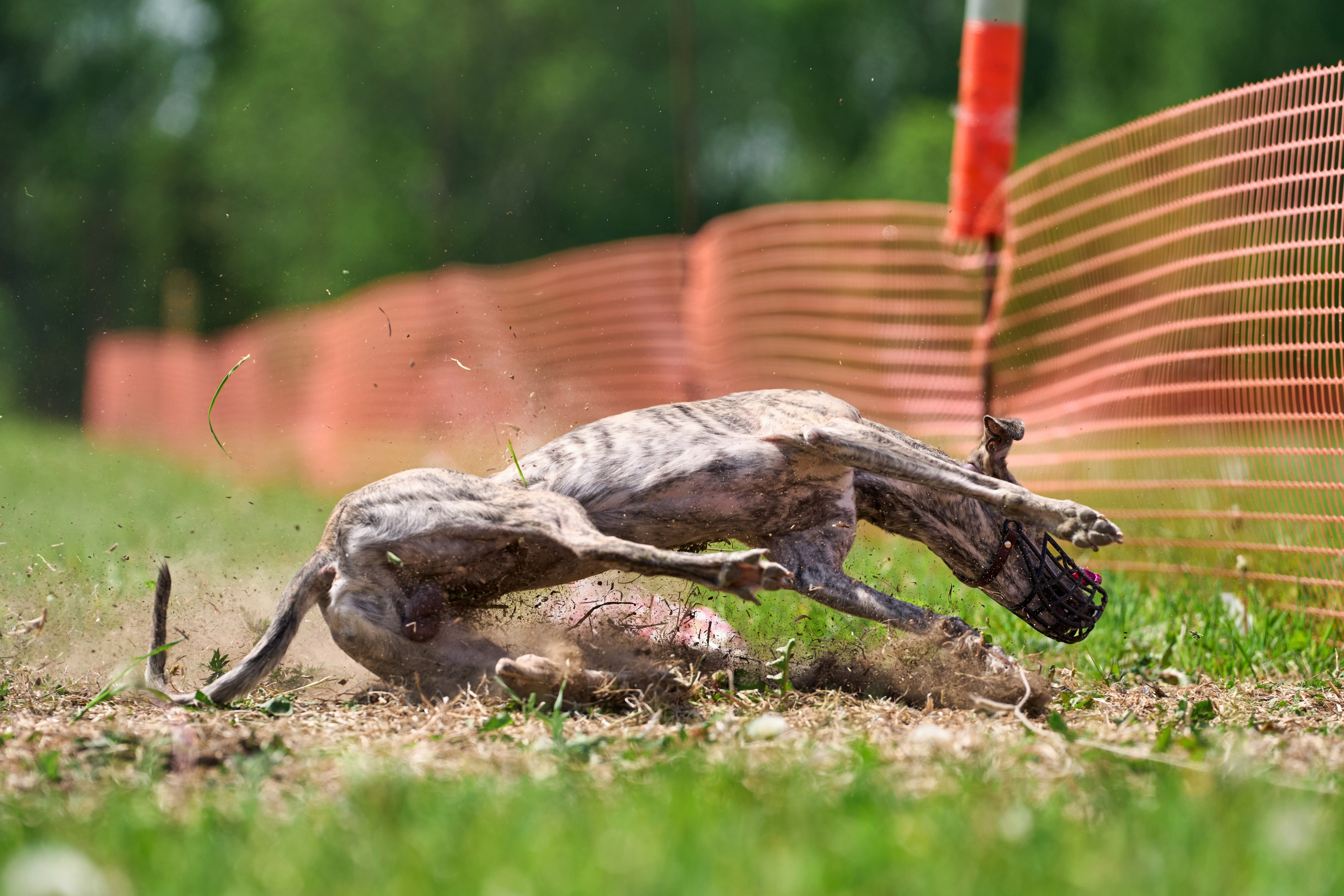 Квалификация по рейсингу. РАЛББ и Курсинг на Ярославке. Фотограф-анималист Михаил Манухин
