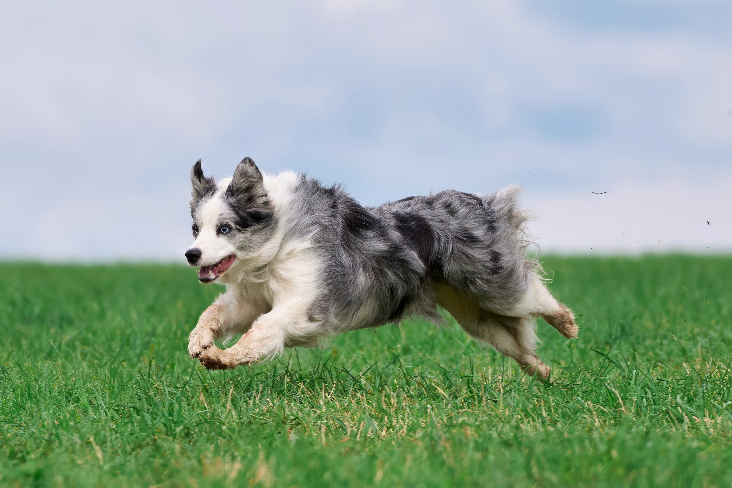 Тренировка по курсингу «на Ярославке». Фотограф-анималист Михаил Манухин