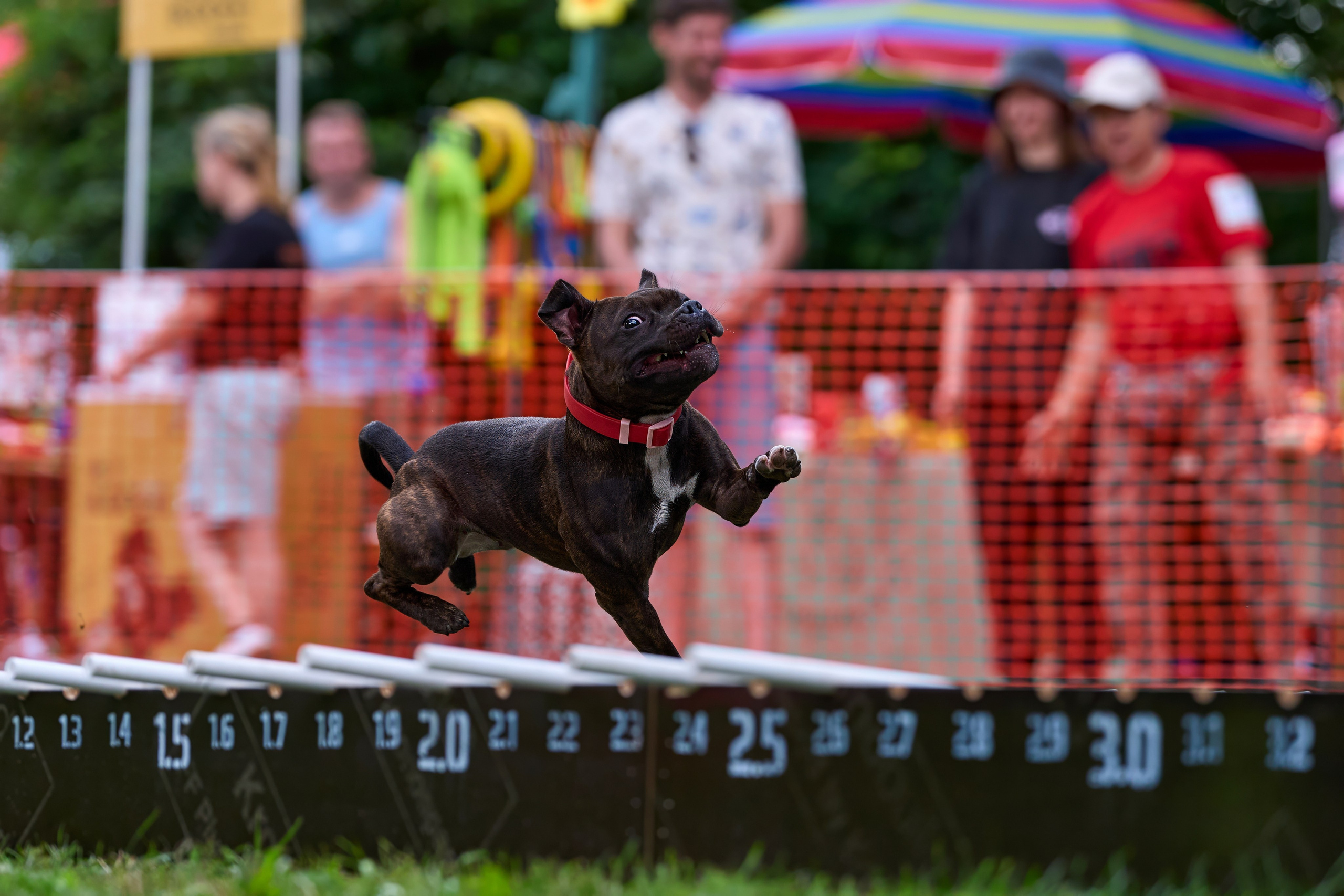 Jump'n'Gym JUMP! — 2024. Фотограф-анималист Михаил Манухин