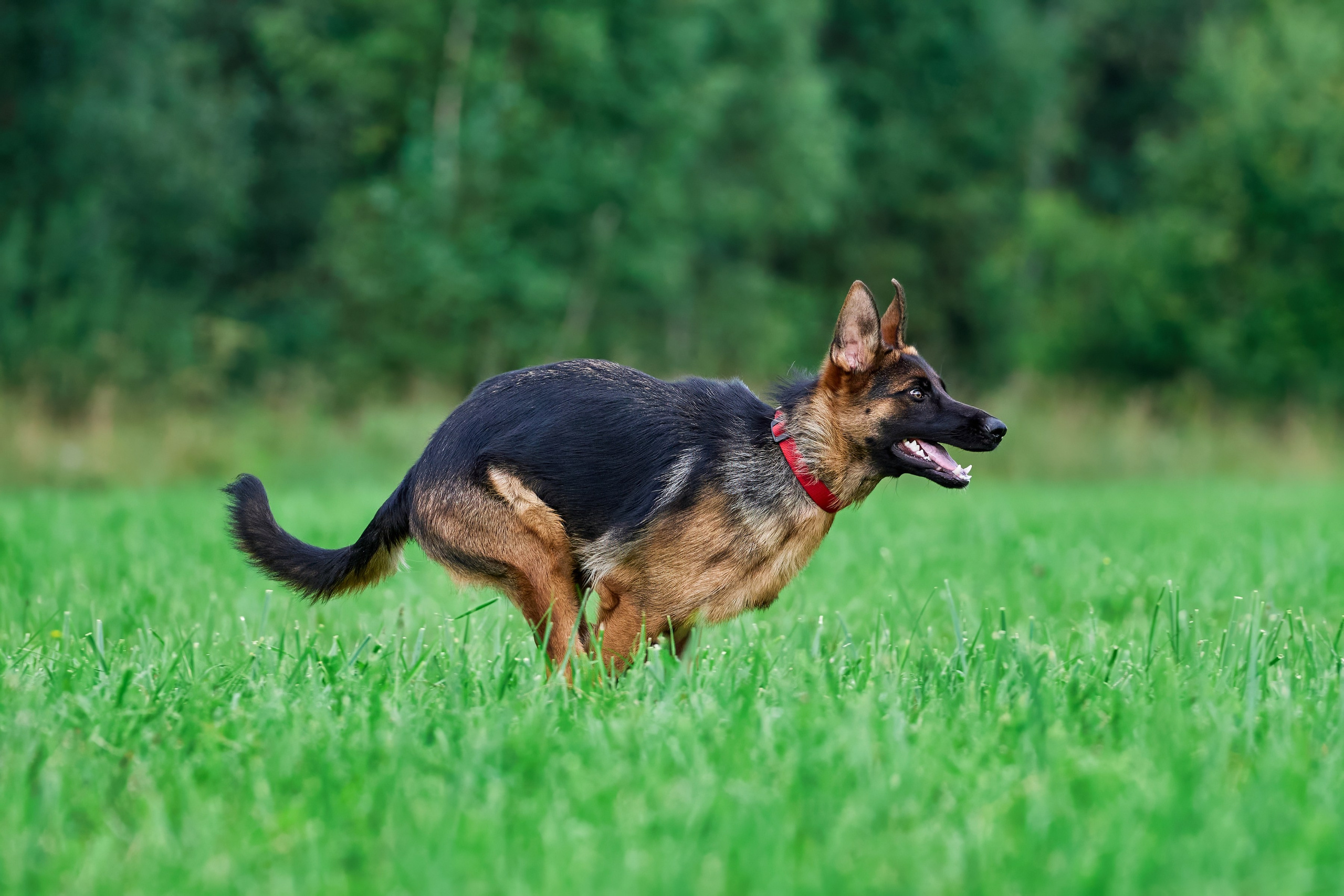 Тренировка в Донино. Фотограф-анималист Михаил Манухин