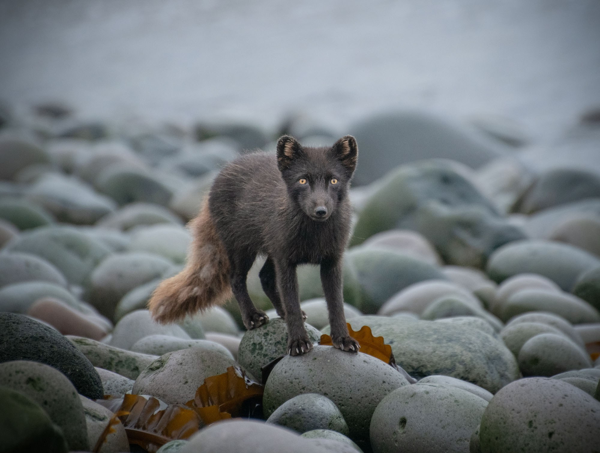 Фототур на Курильские острова 2026