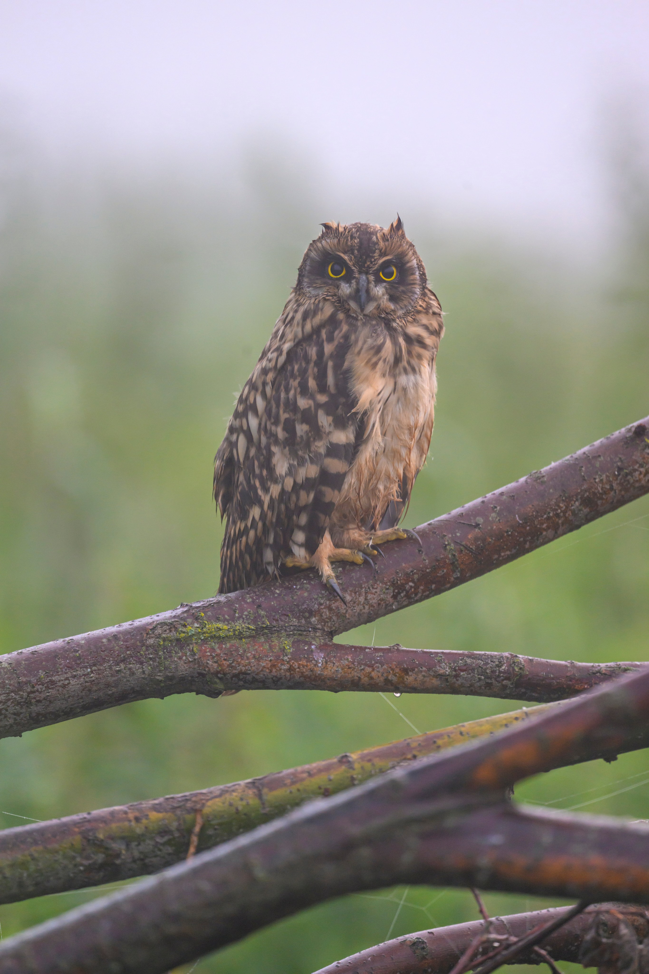 Утро с совятами. Morning with Owlets. Фотограф Сергей Пупонин