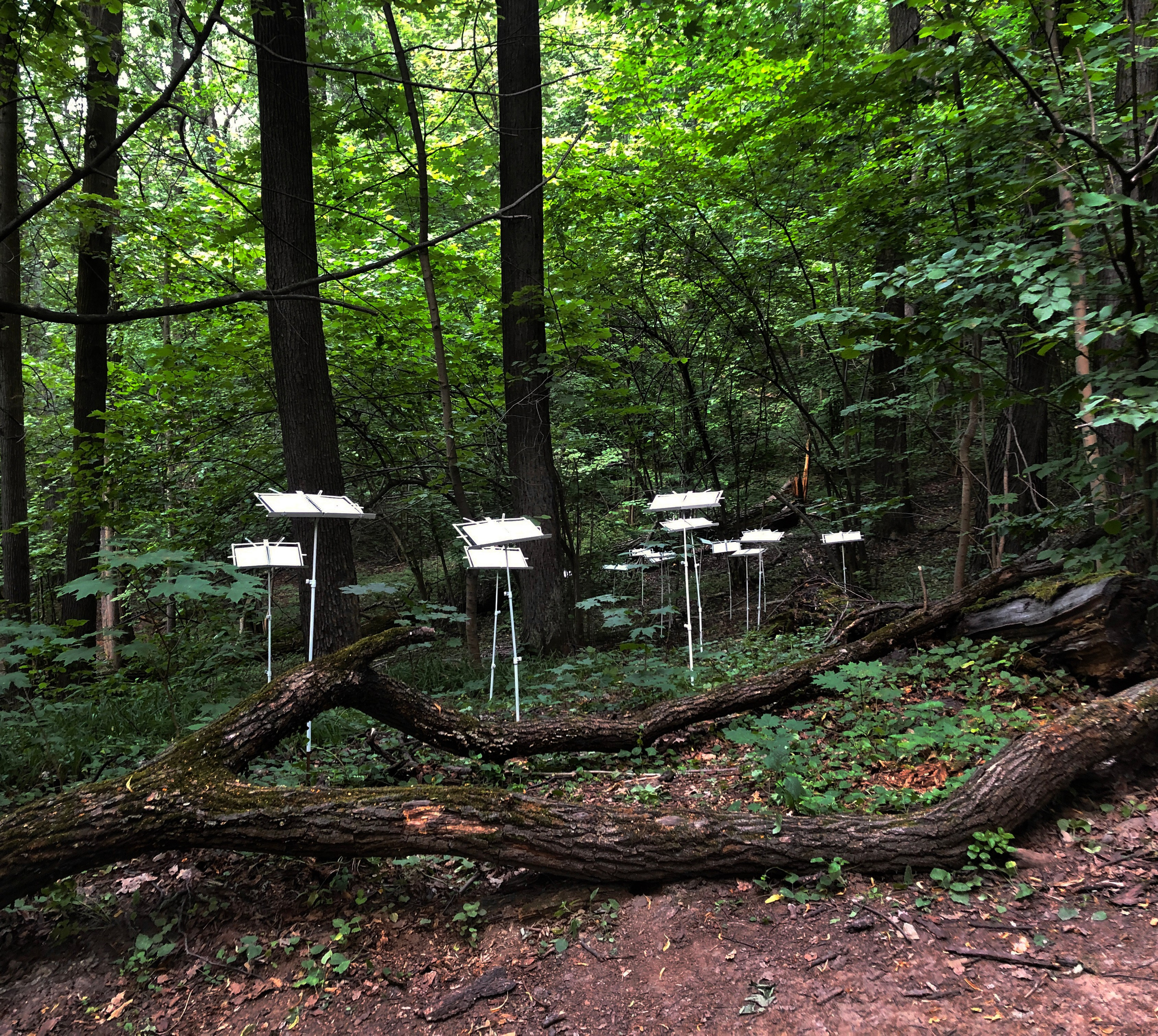 Паблик-арт. Современная художница Елена Алексеева (Alpha_Vita)