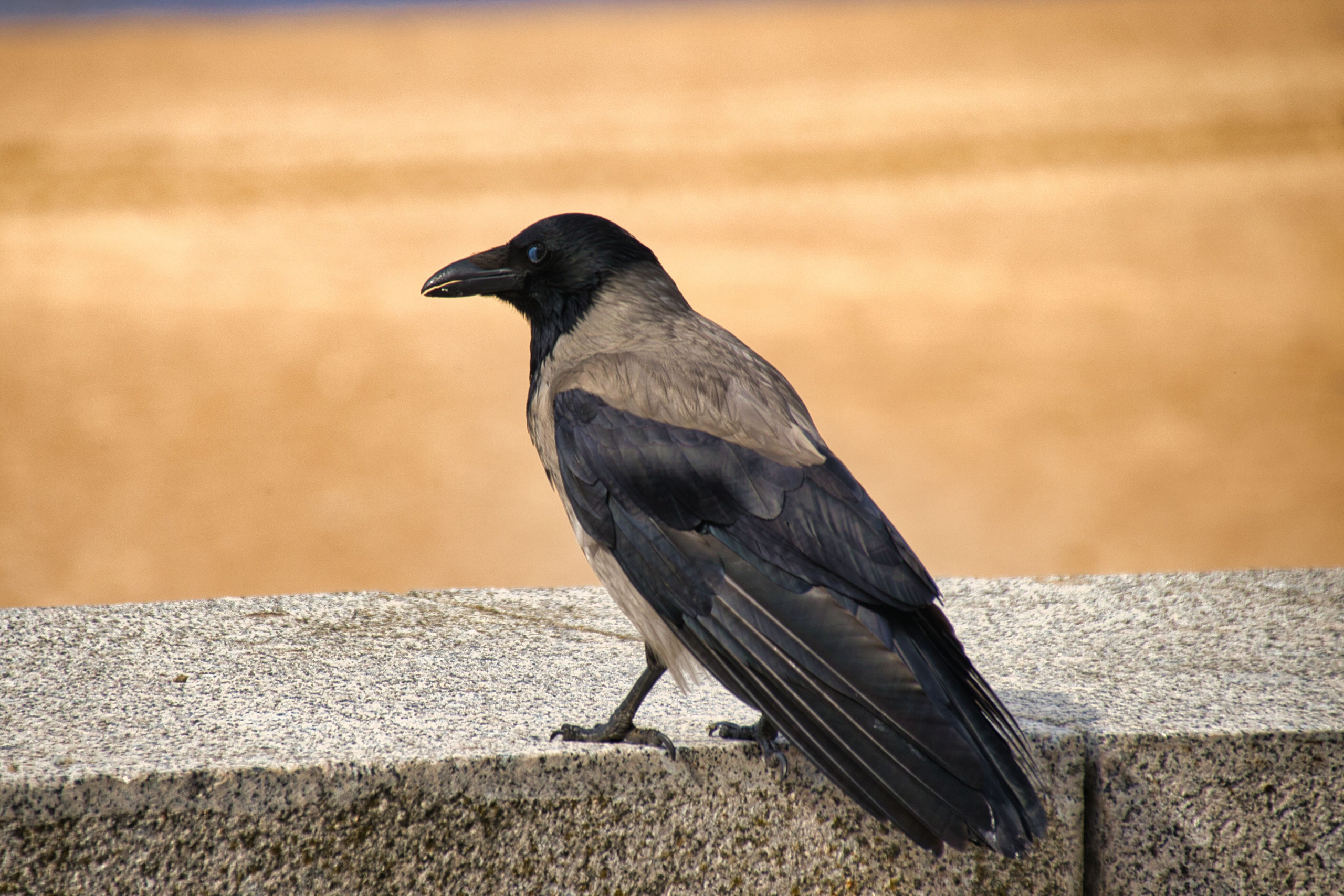Фотограф в Санкт-Петербурге Георгий Елецких