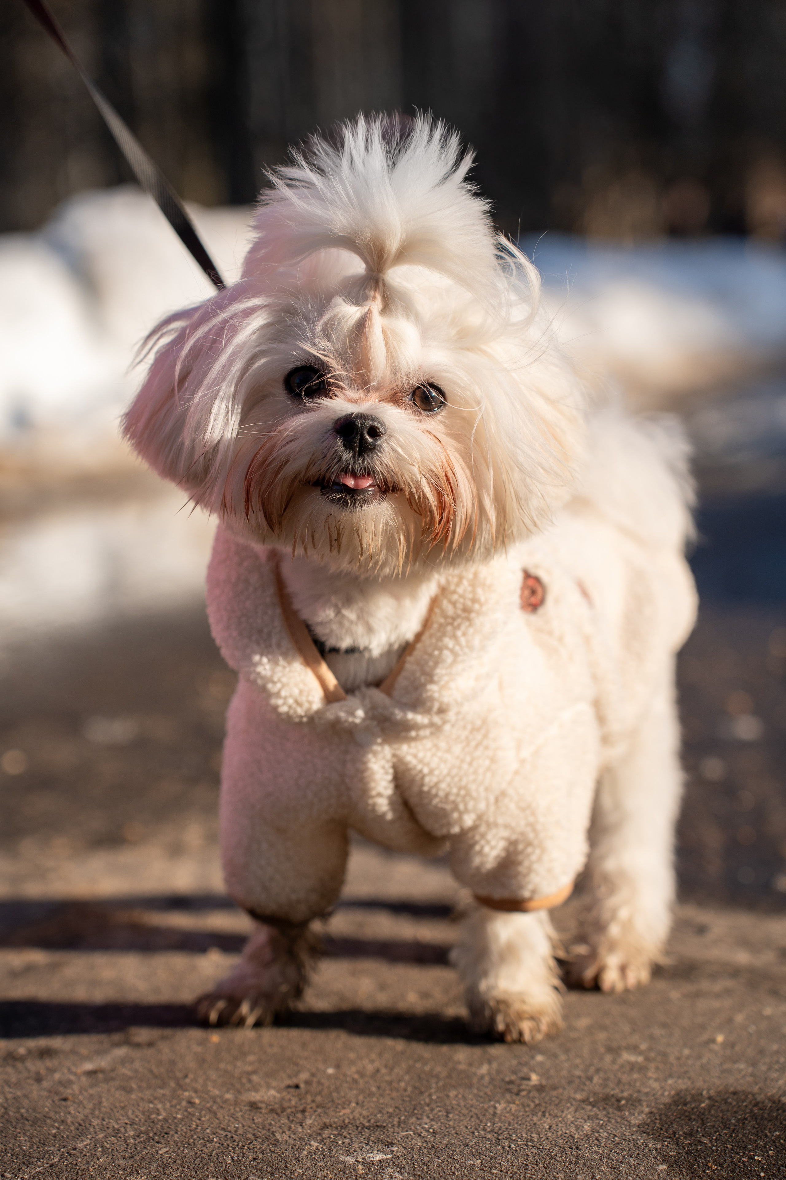 Фотограф Алиса Счастливая | Свадьбы, дети, спорт | Москва