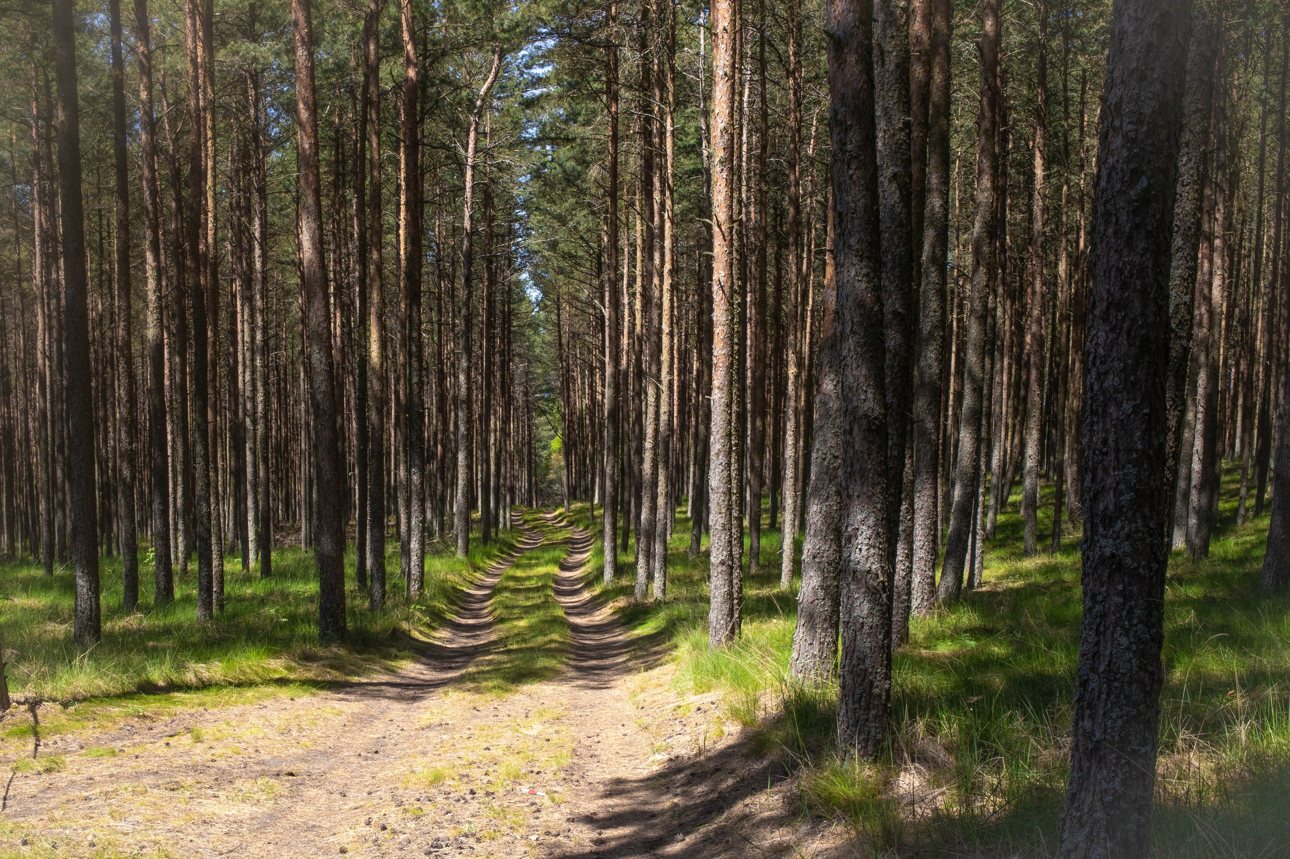 Портрет дерева. Свадьбы, портретная, предметная съемка. Фотограф Александр К