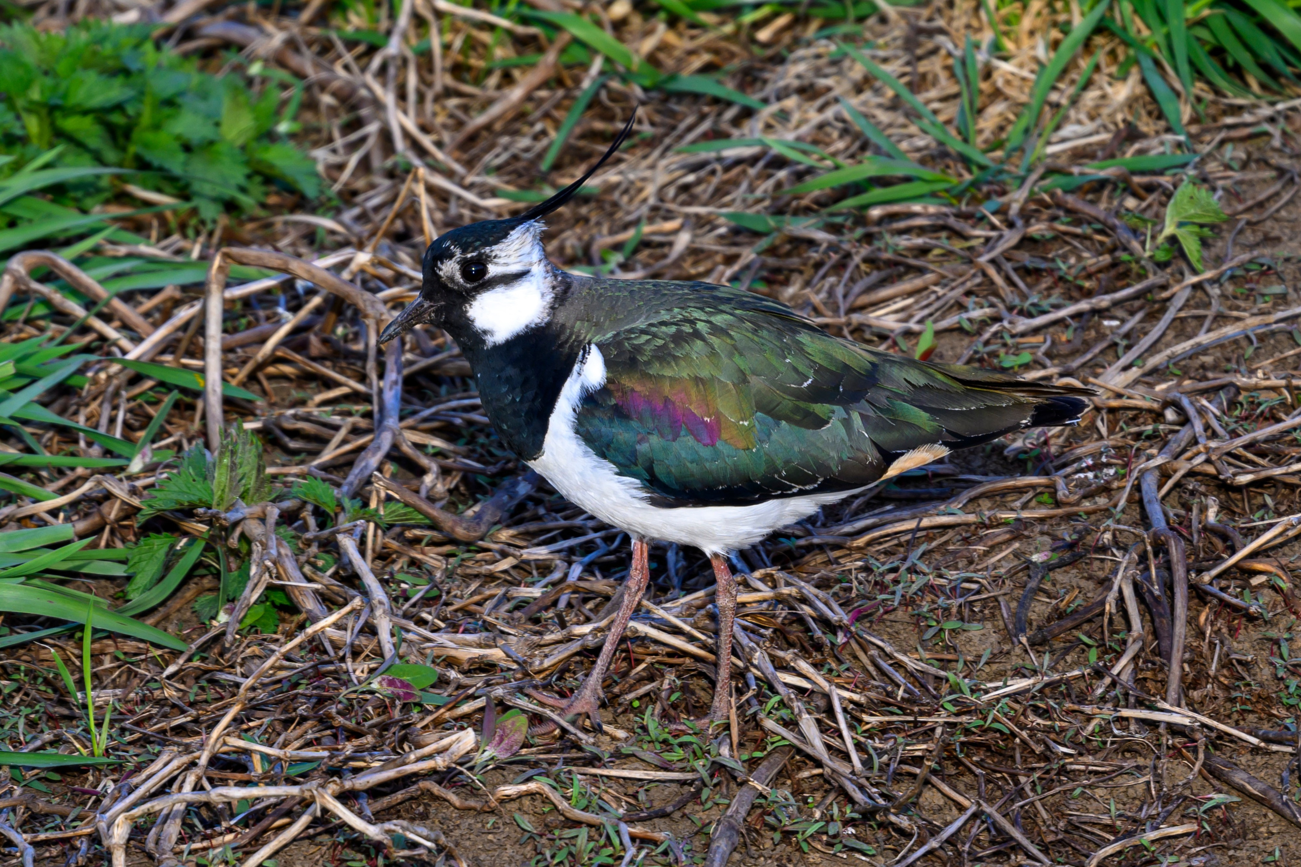 Лиса стащила яйцо. Фотограф Сергей Пупонин