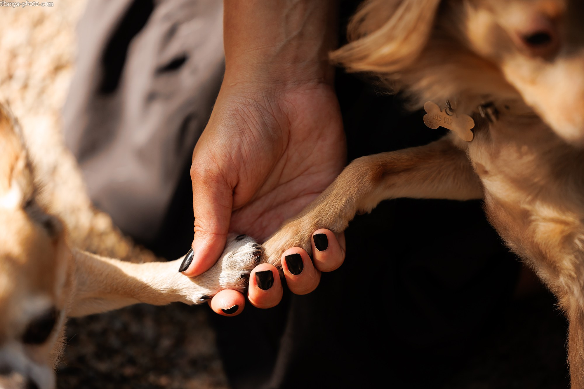 Фотограф собак, фотограф-анималист Аня Титова (Titanya). Москва