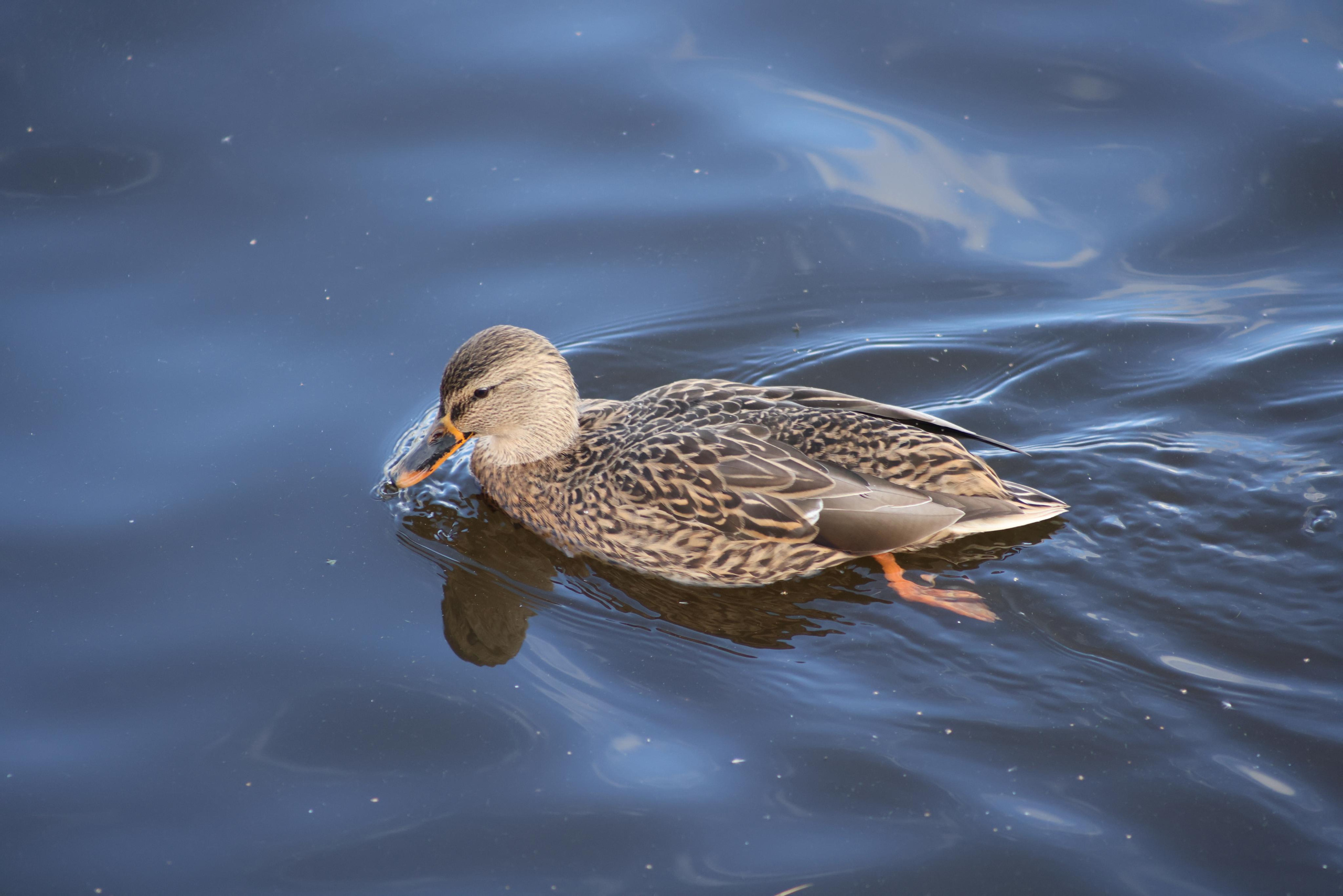 Фотохудожник BID