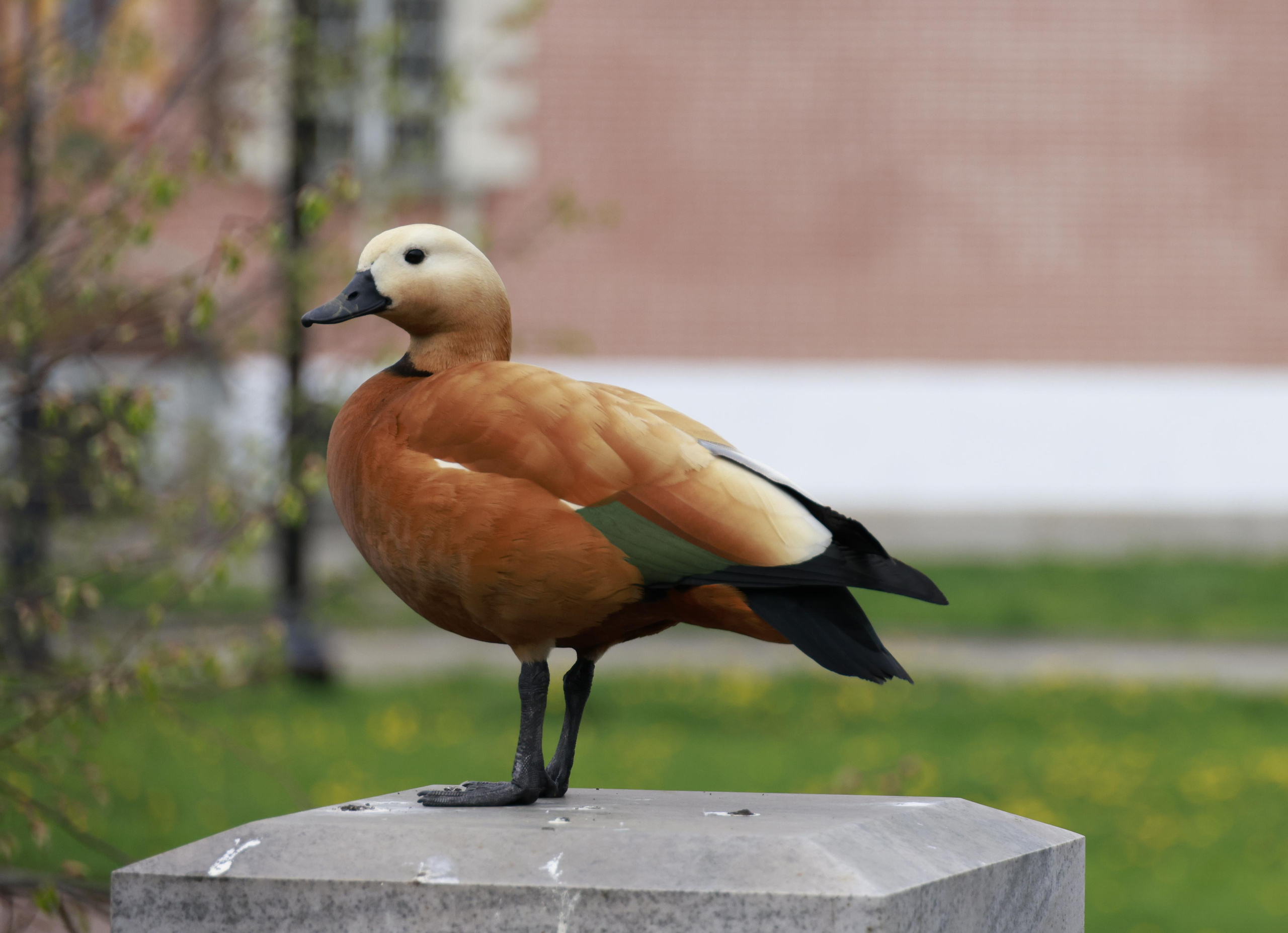 Фотохудожник BID