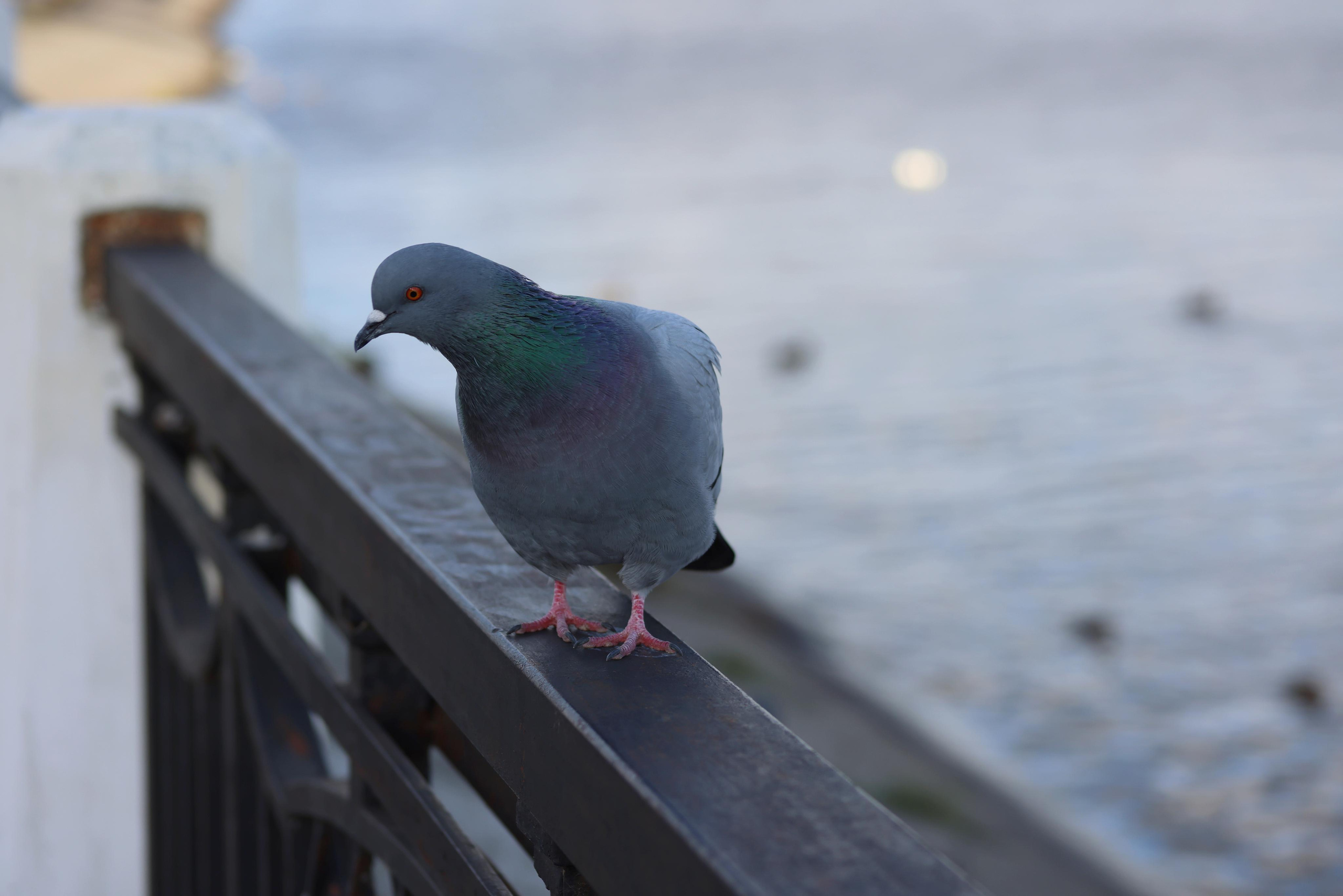 Фотохудожник BID