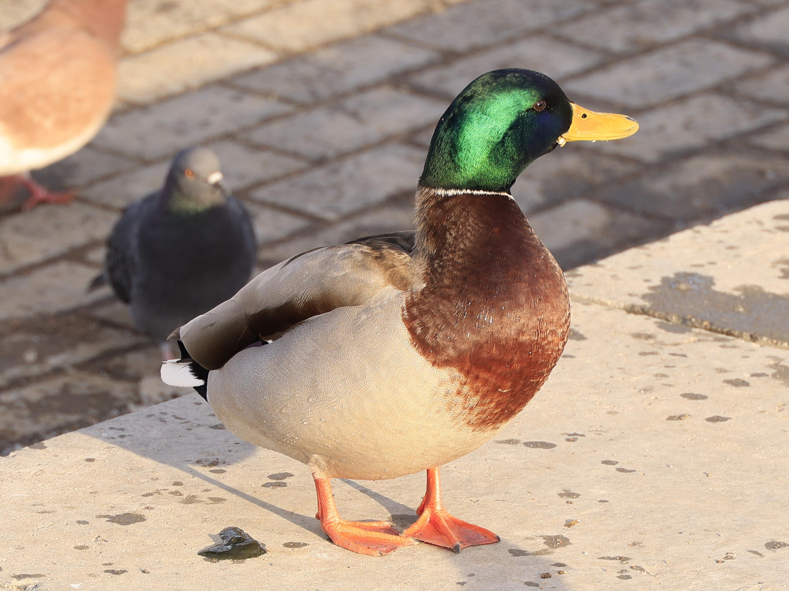 Дополнение в альбом «Утки». Фотохудожник BID