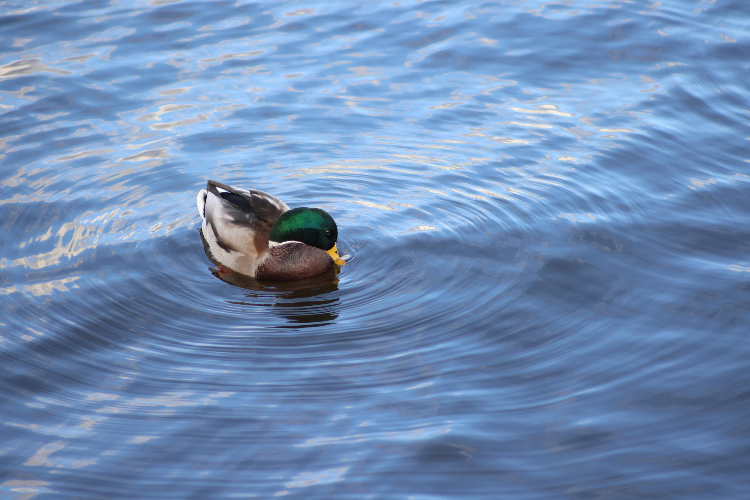 Фотохудожник BID