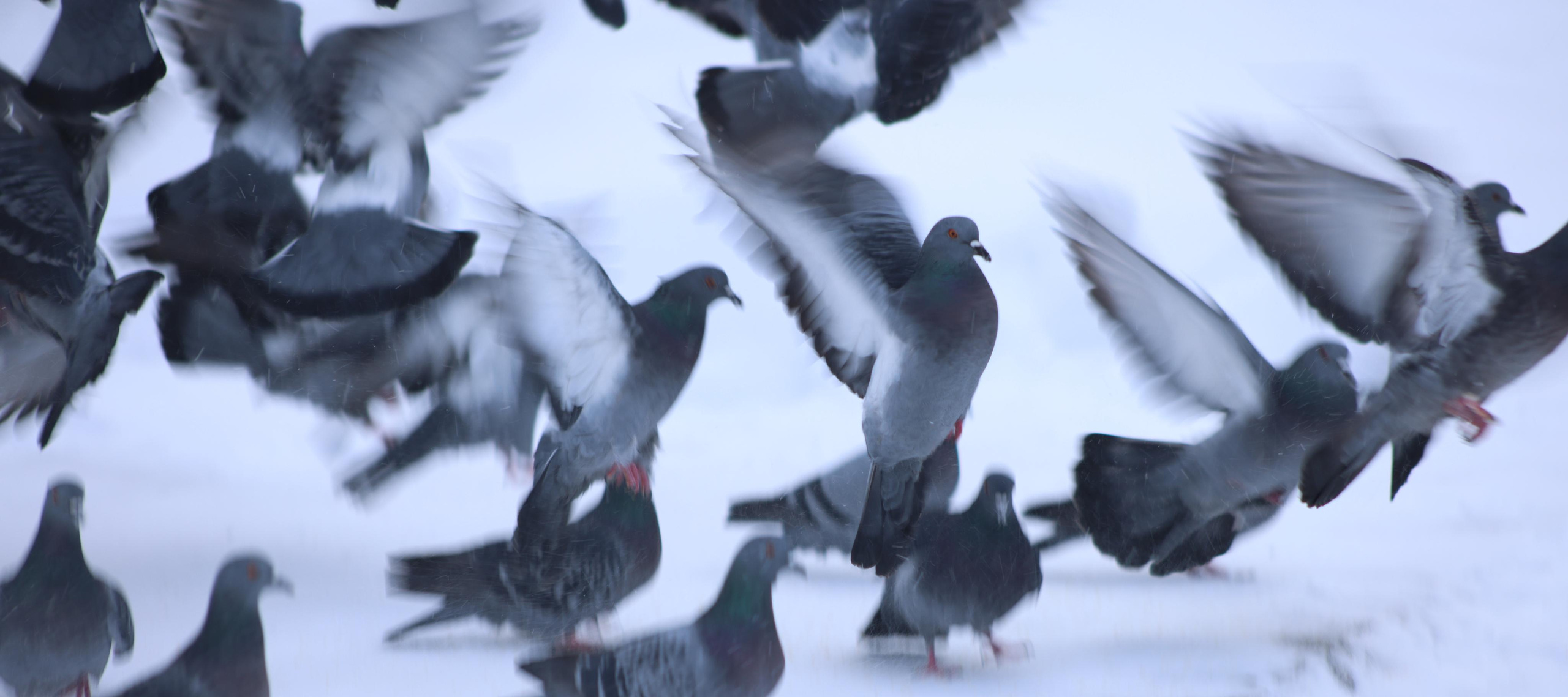 Фотохудожник BID