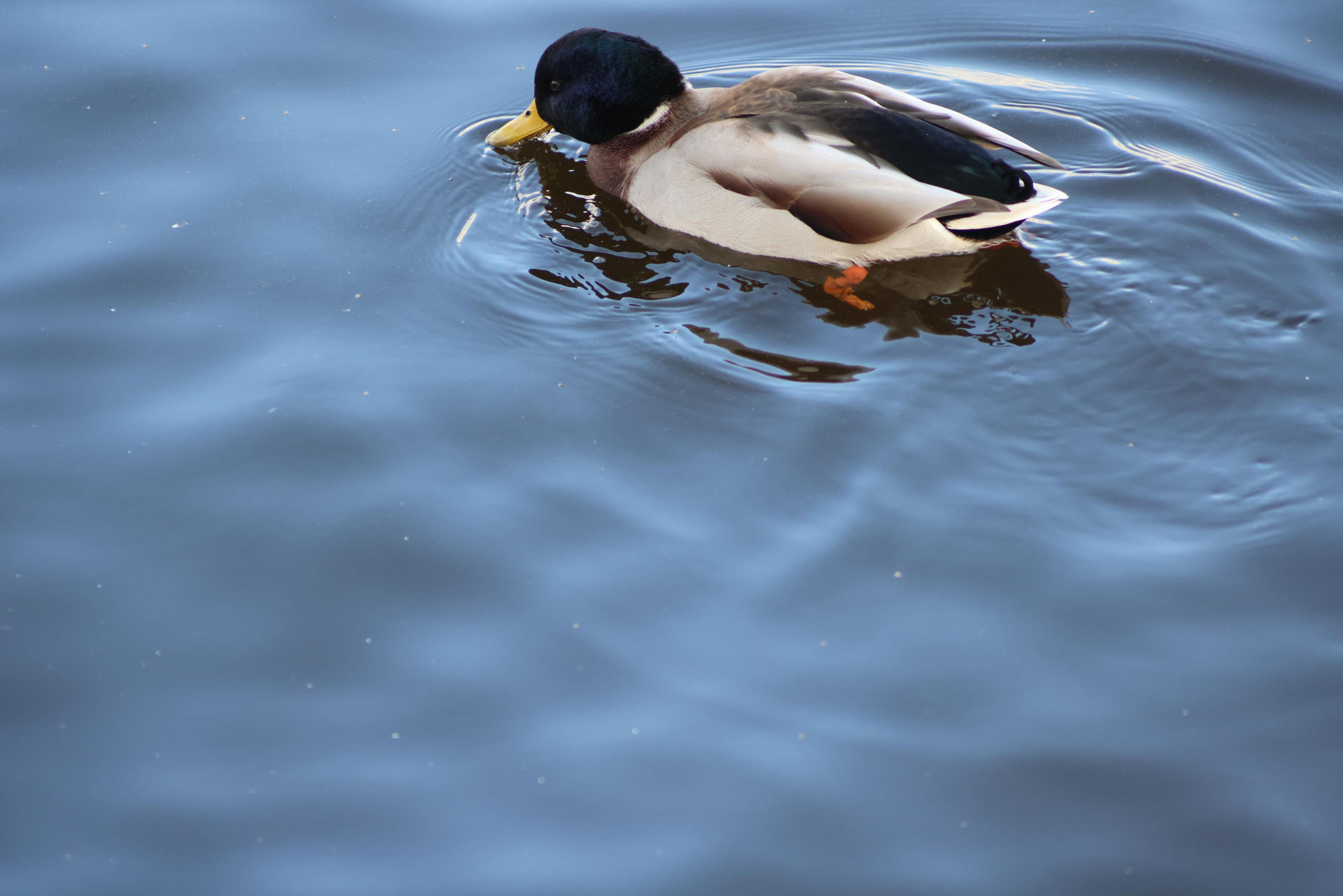 Фотохудожник BID