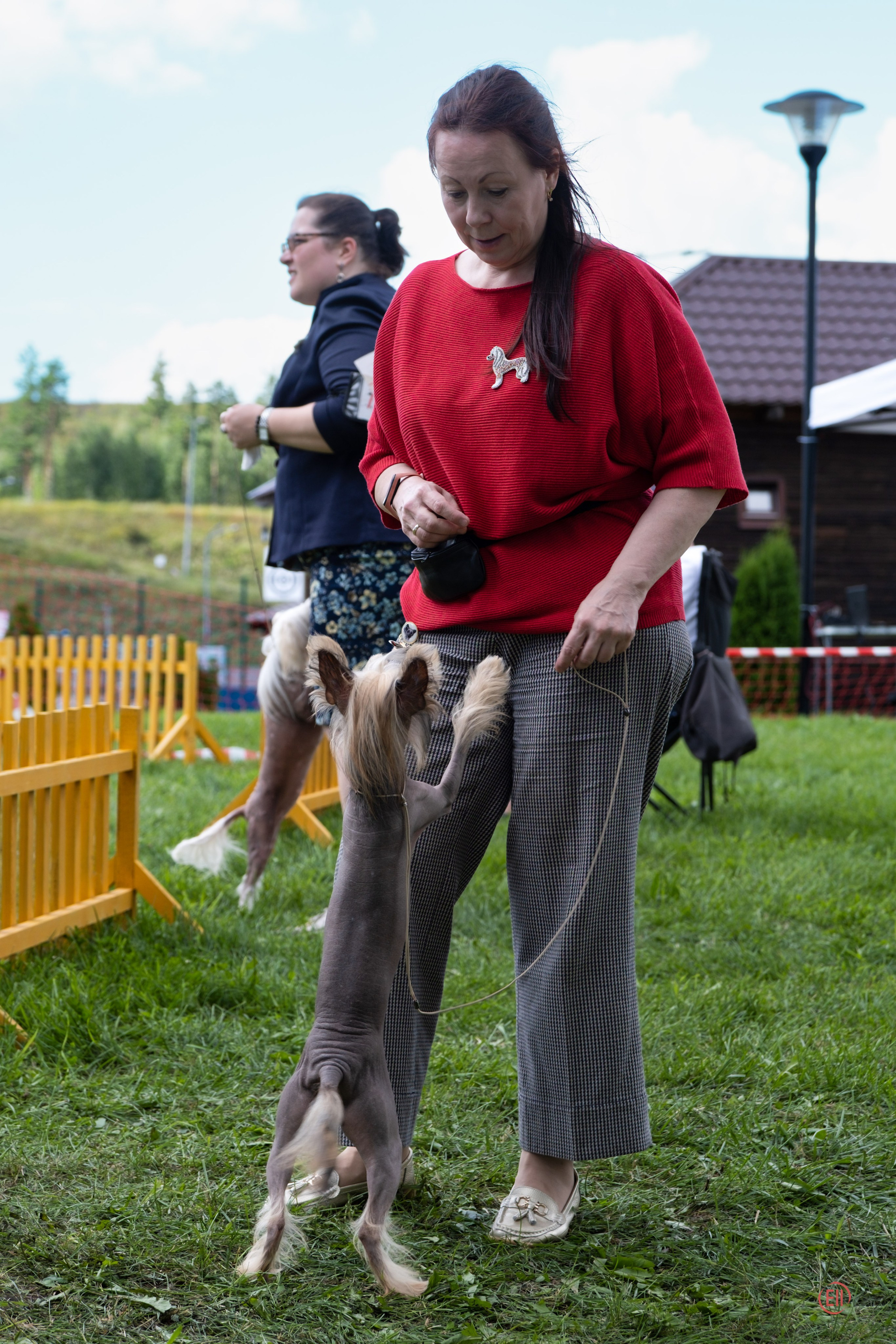 Липецк. Выставка собак. Питомник китайских хохлатых собак Poale Ell: купить щенка