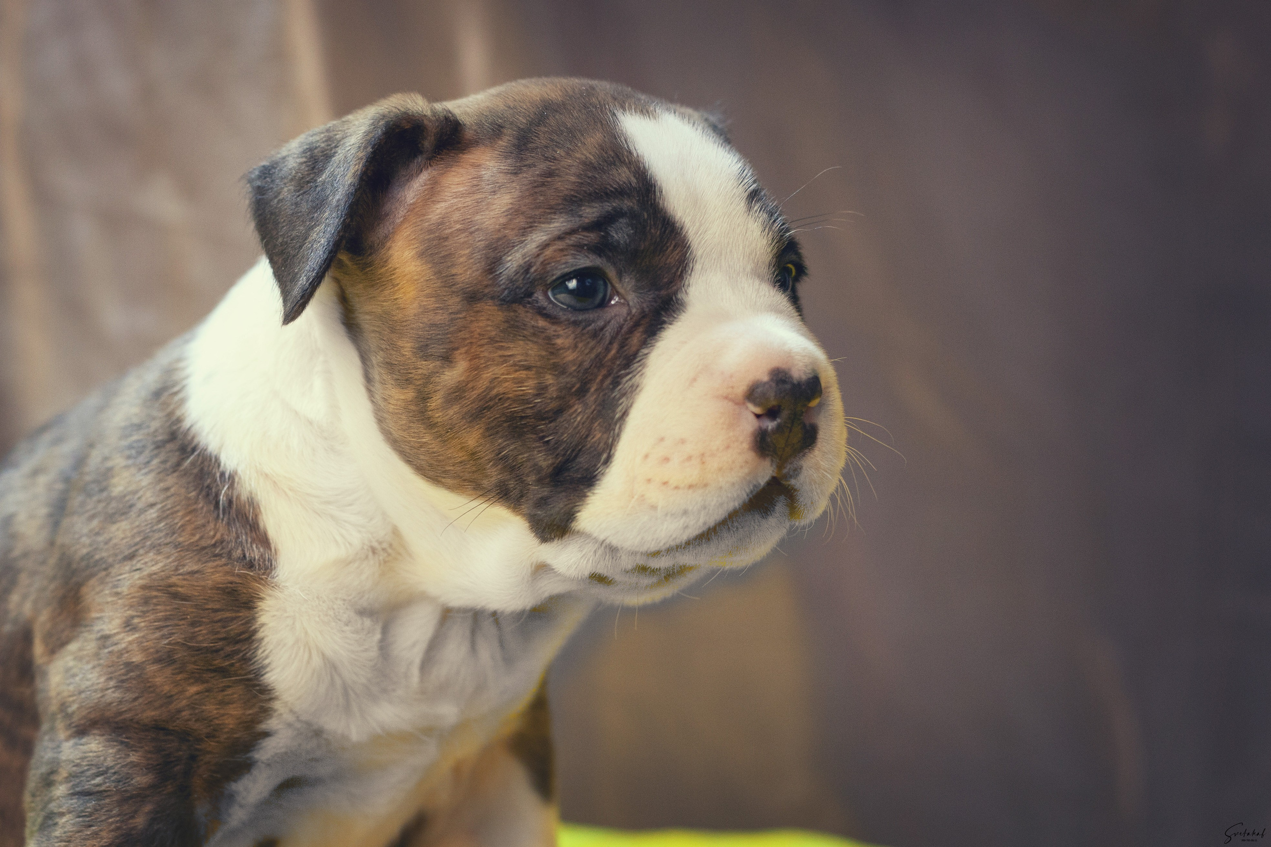 Щенки. Slavilada-Лапки. Свет. Любовь… Профессиональная фотосессия питомцев Для памяти, пристройства и продажи. Хабаровск