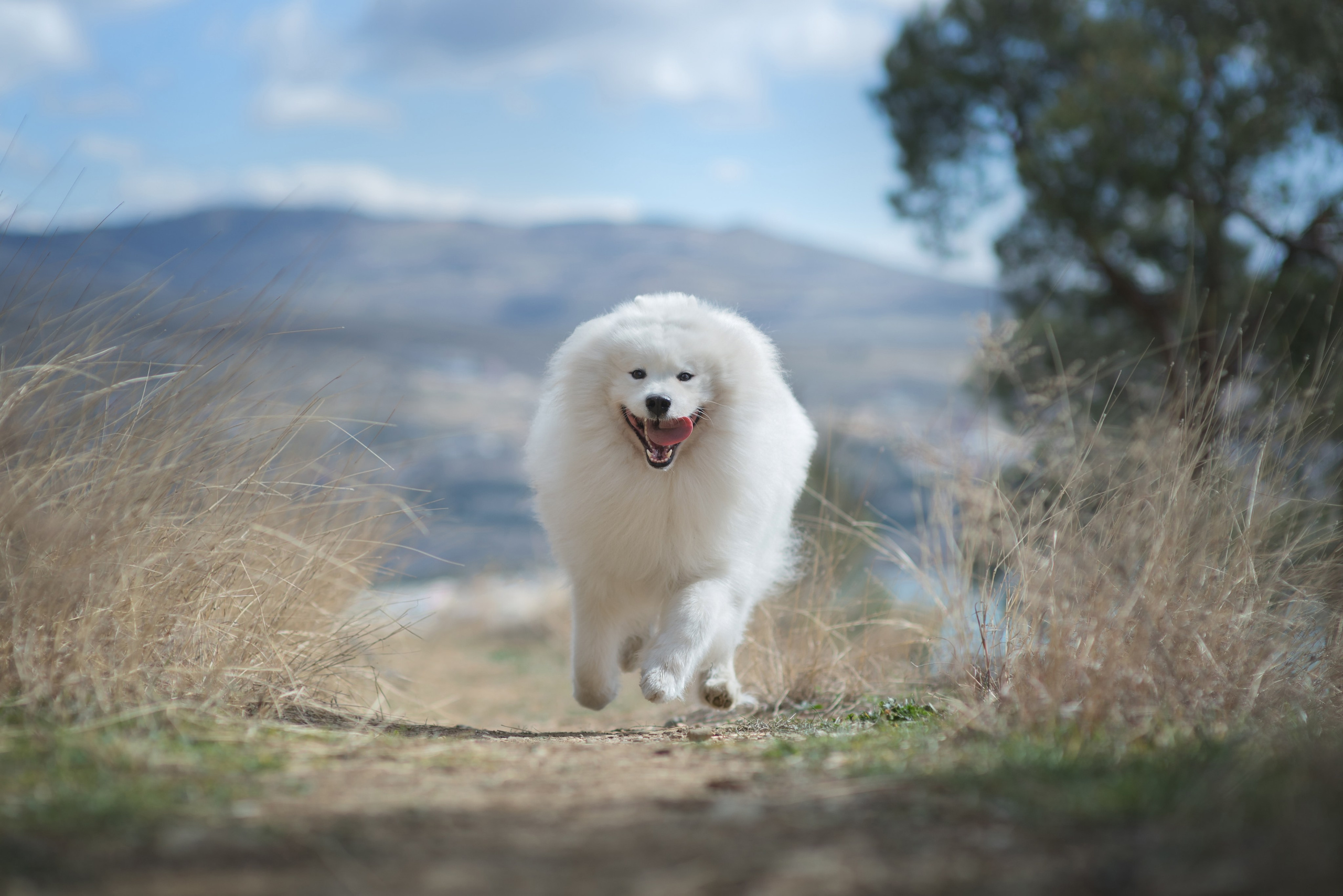 Онлайн-курс по съемке собак. Фотограф Анастасия Ветковская, Москва