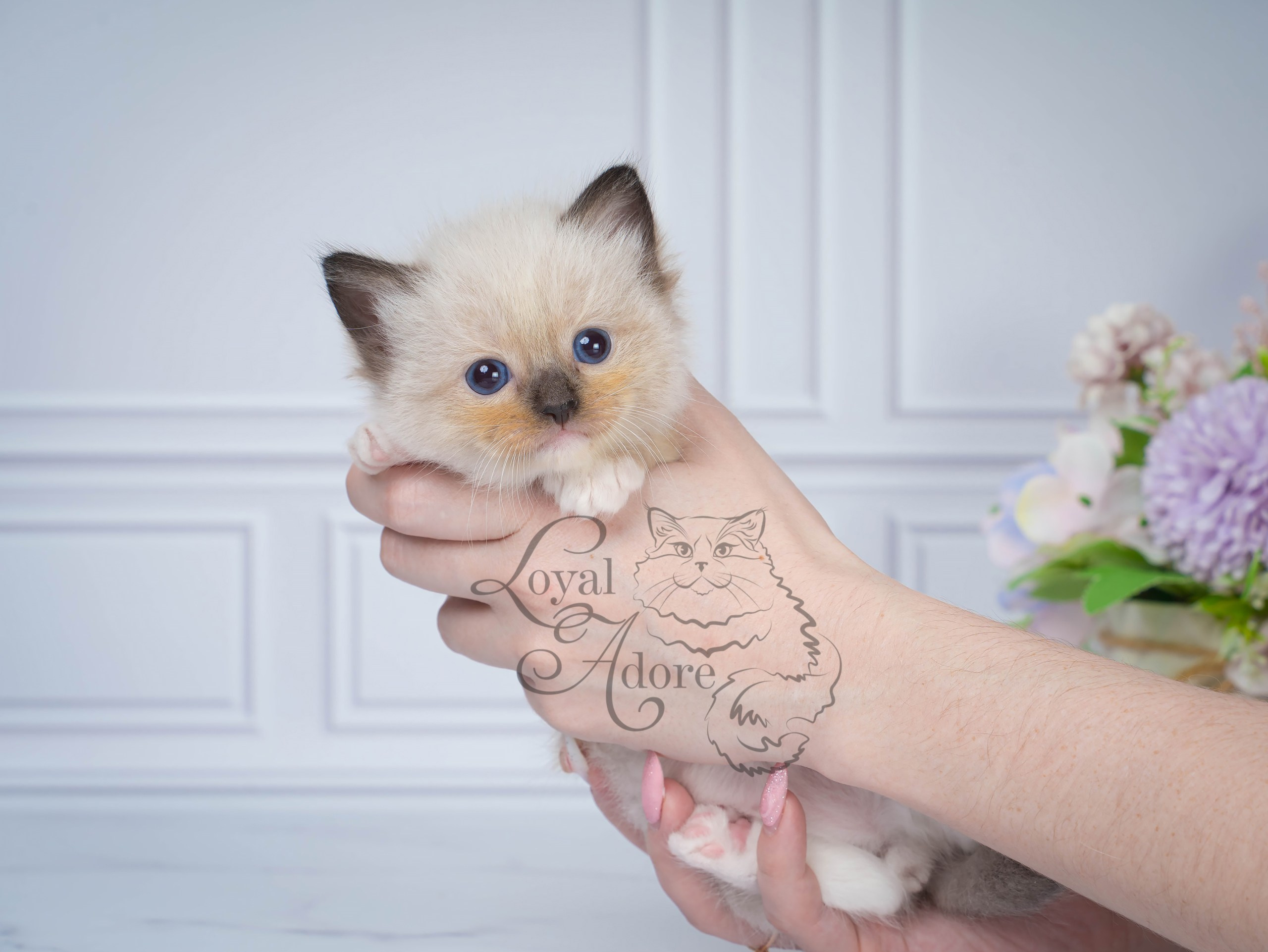 Все свободные котята. Питомник рэгдолл Loyal Adore