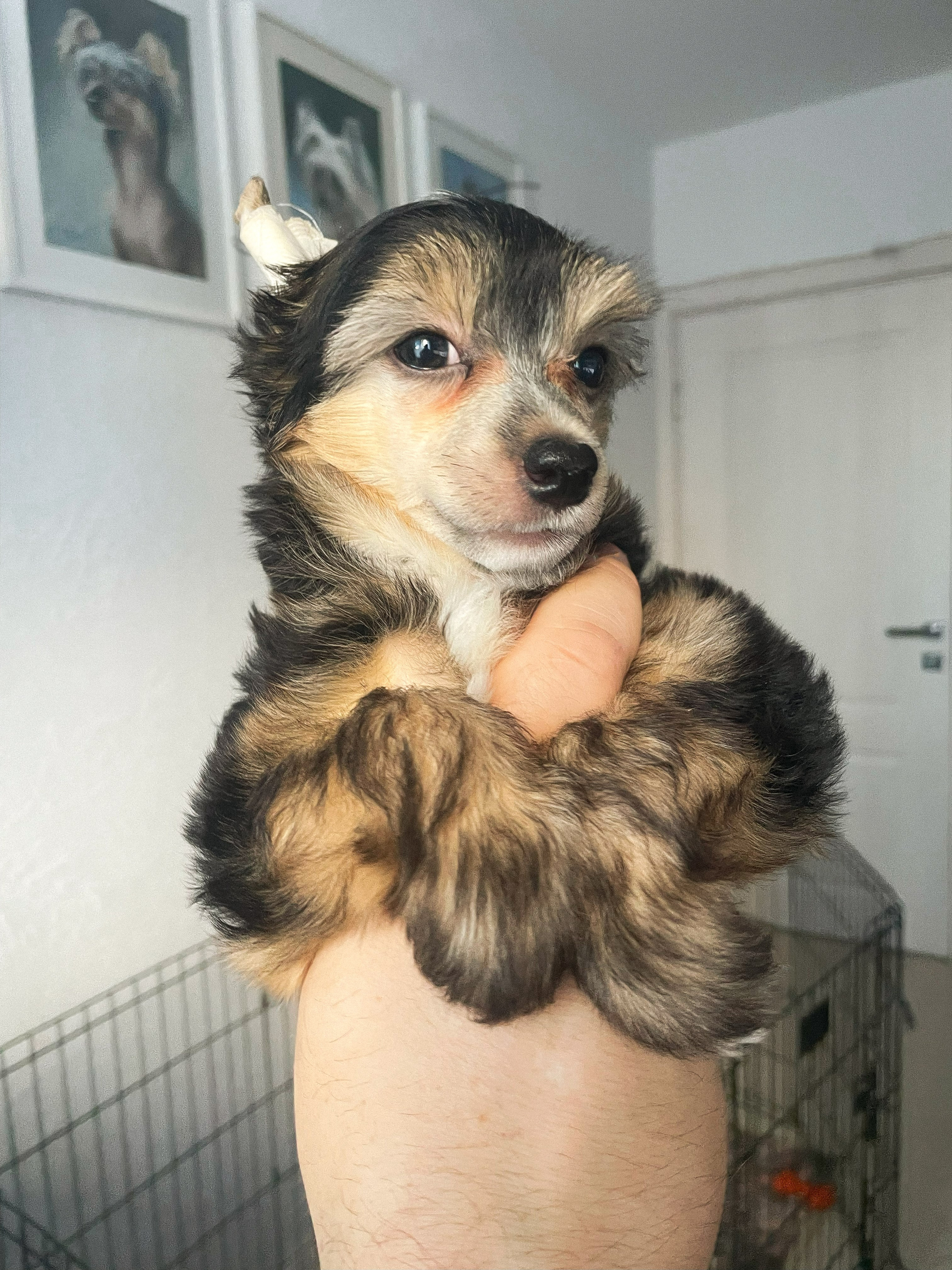 Laisan Island Franklin - 50 days.