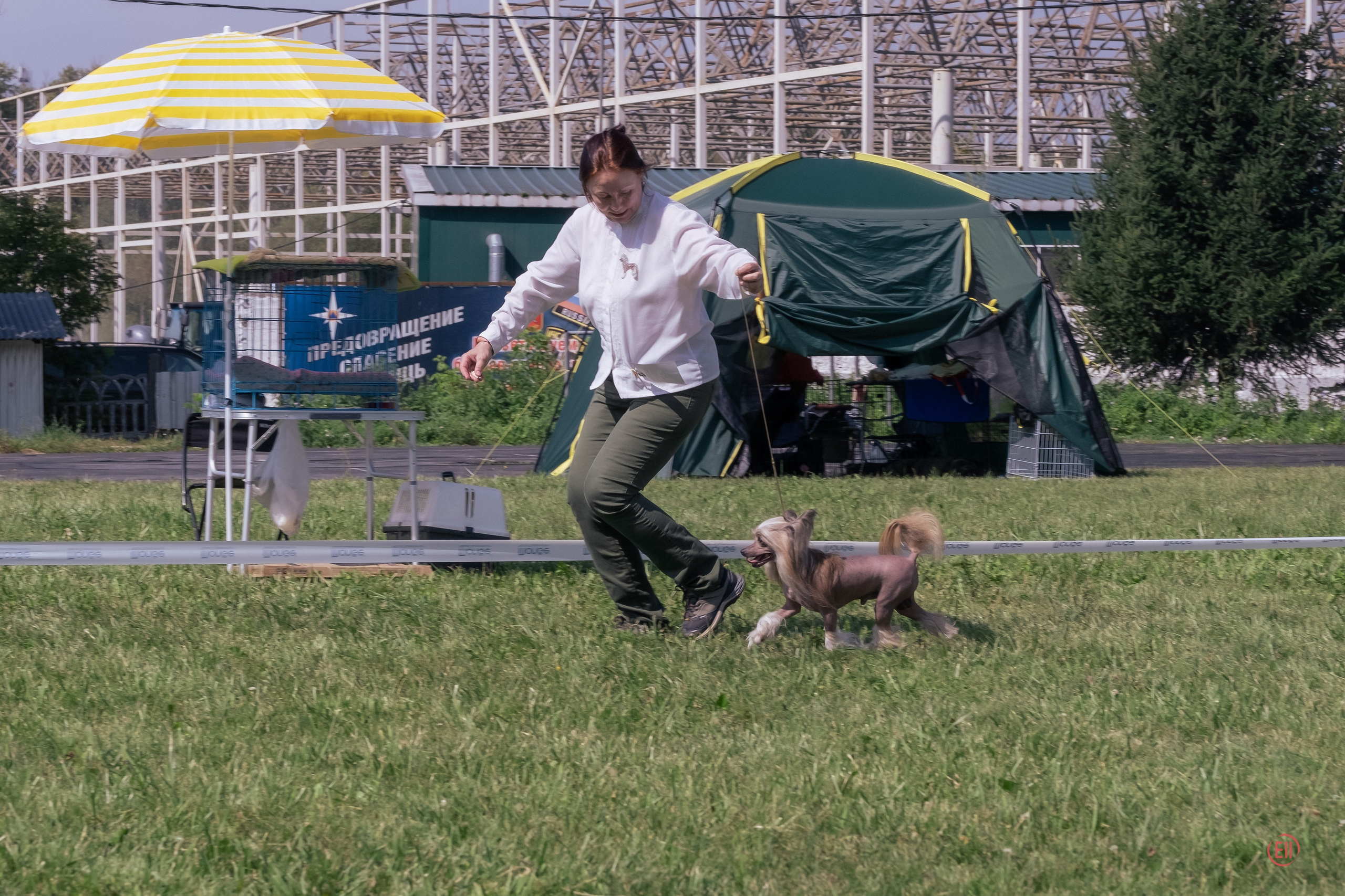 20.08.2023 Тула. Выставка собак