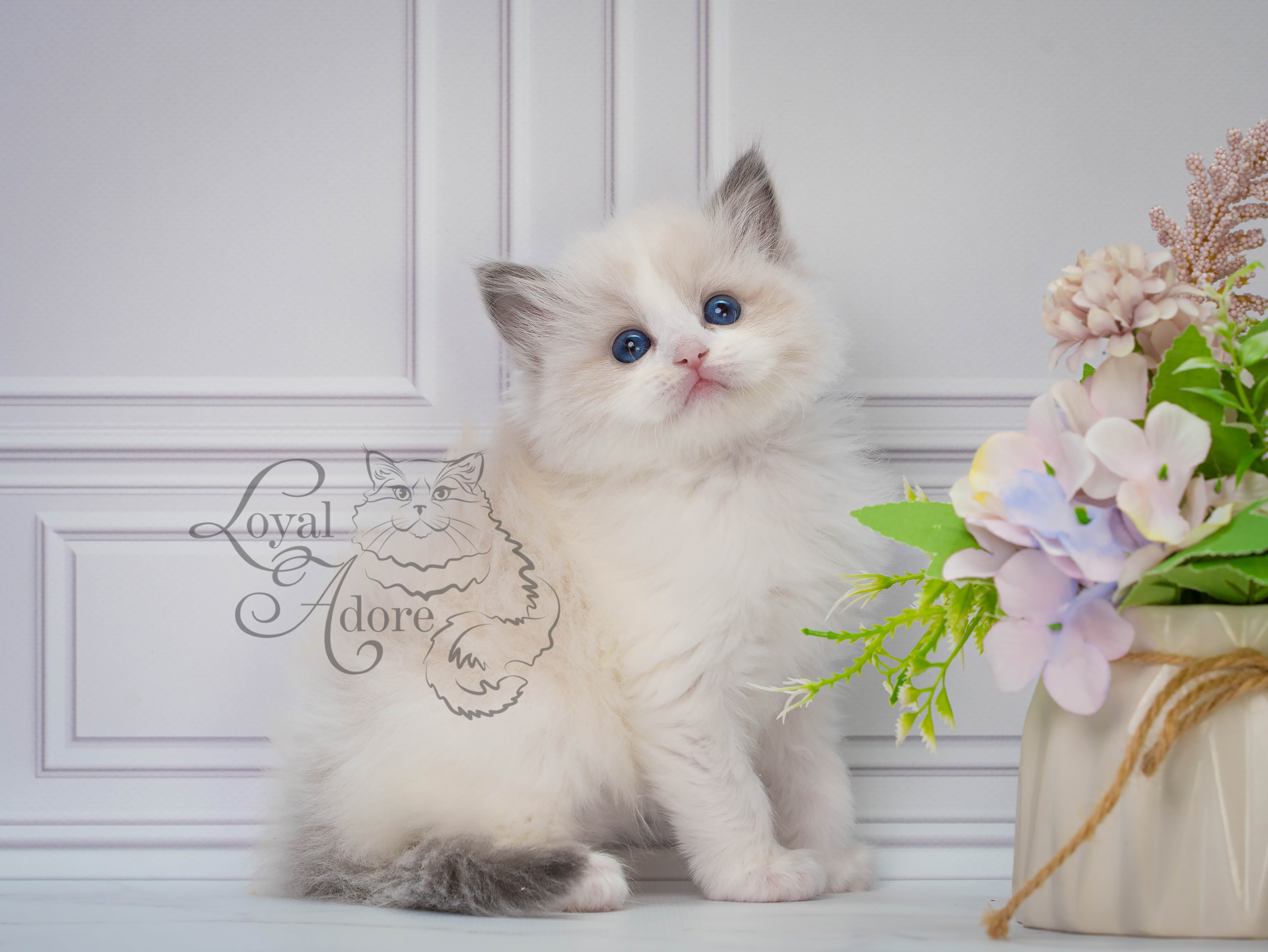 Котята рэгдолл от Loyal Adore. Питомник рэгдолл Loyal Adore
