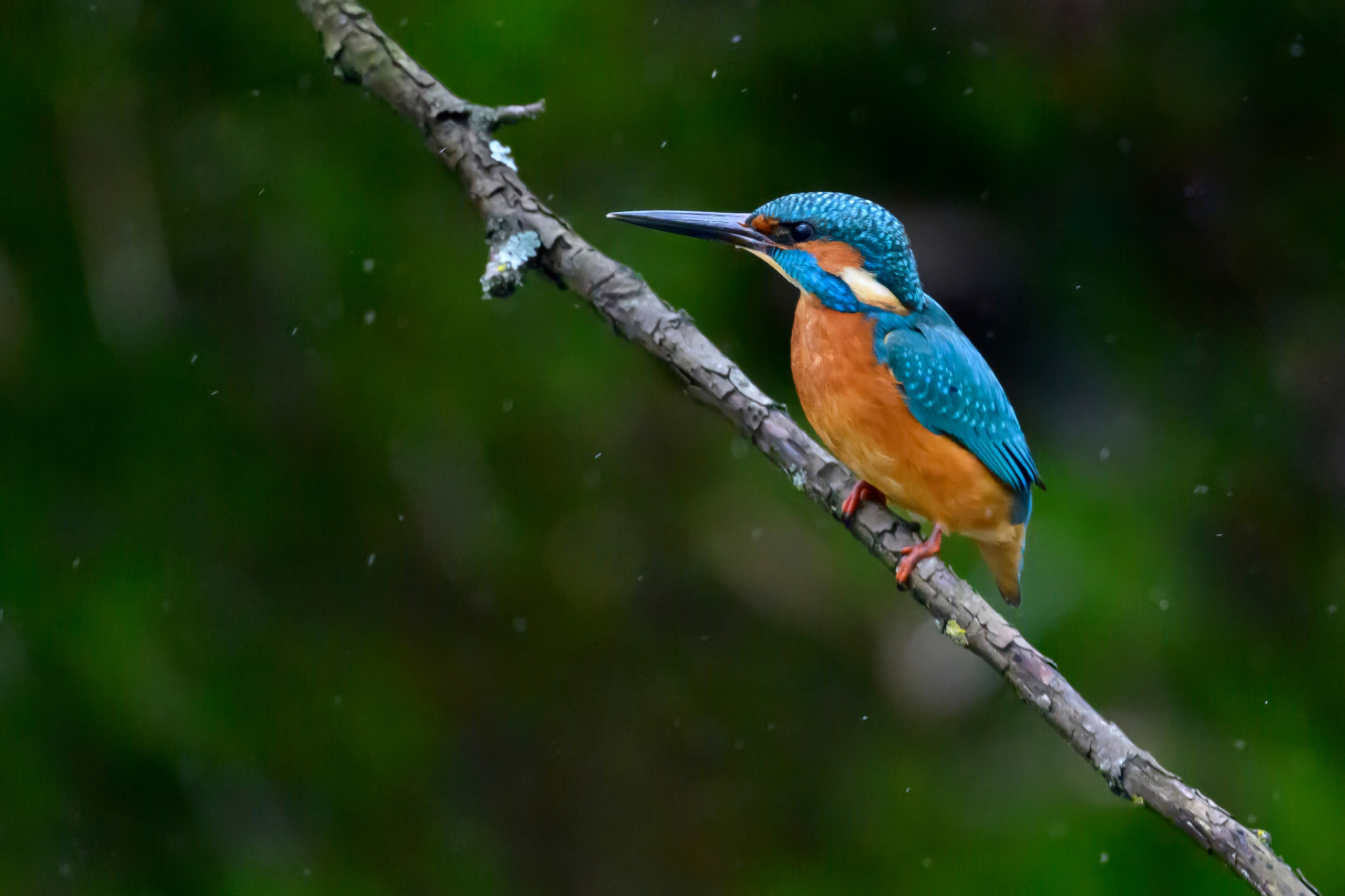 Зимородок KingFisher. Фотограф Сергей Пупонин