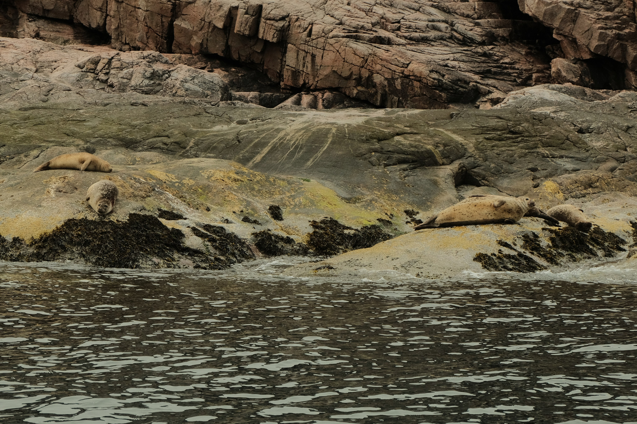 group of Fur seals resting on rocks in the water