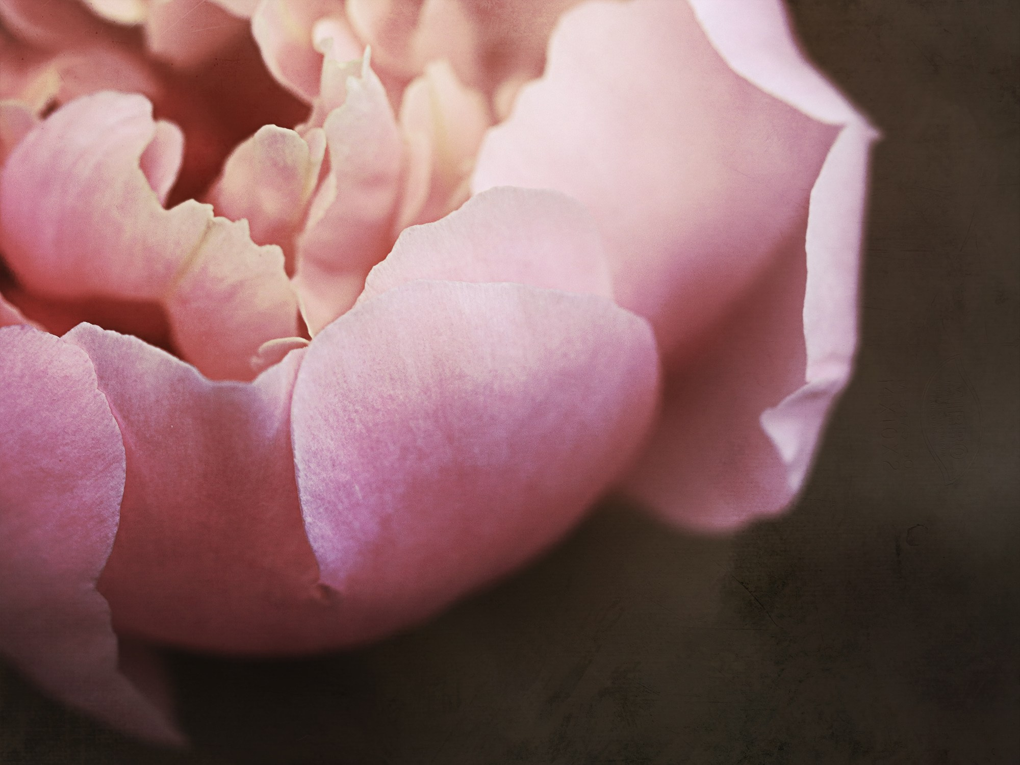 PINK VINTAGE. Eirene G | Photoartist | Flowers from my garden