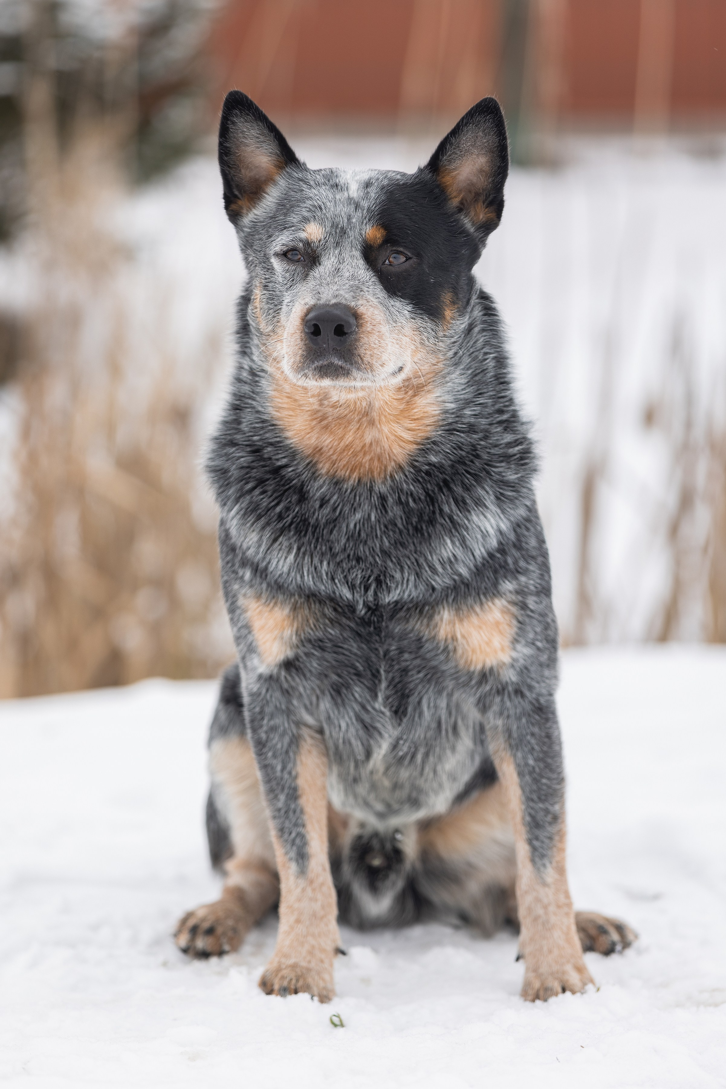 Фотограф Алена Звездина