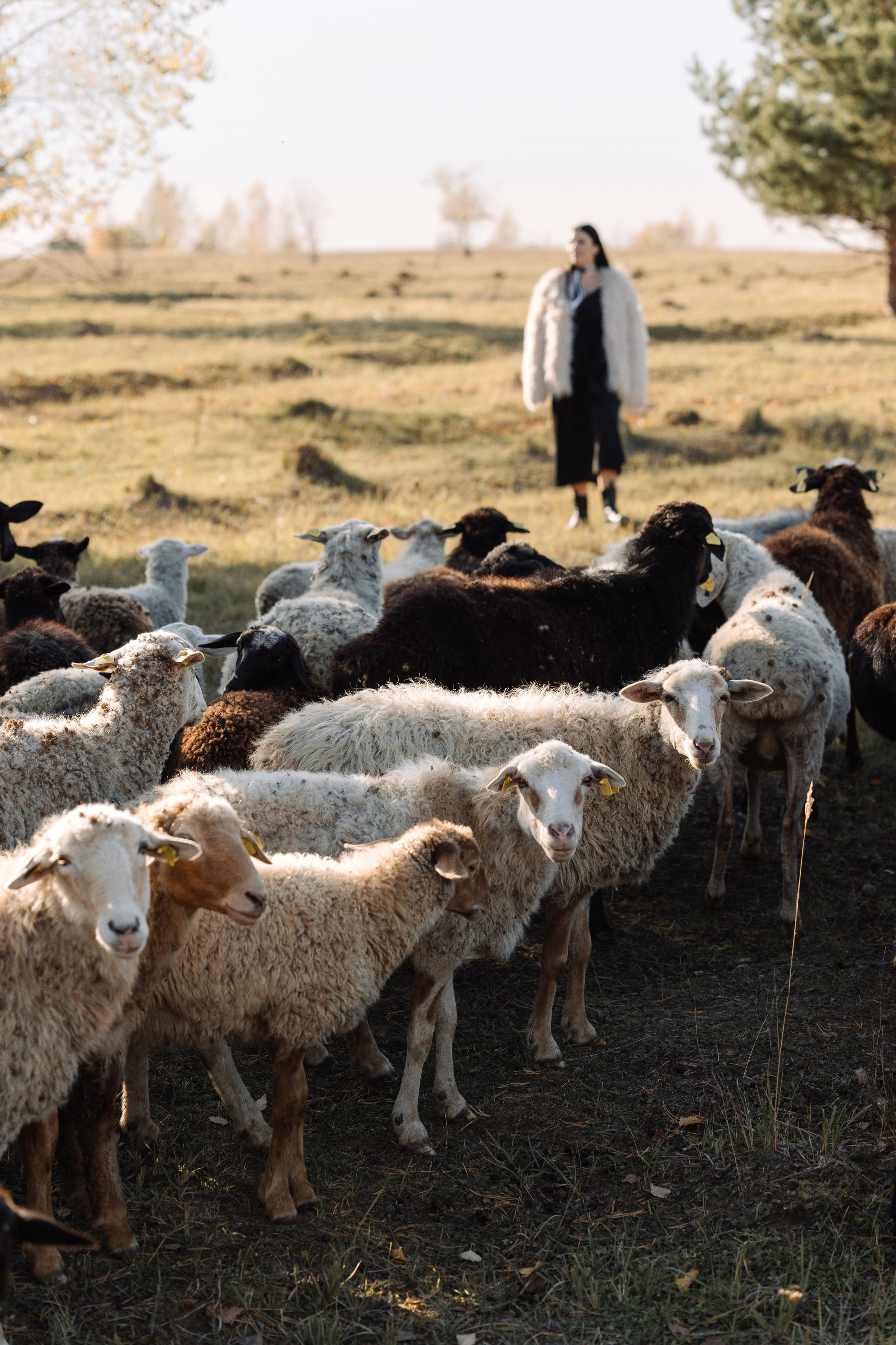 Охота на овец