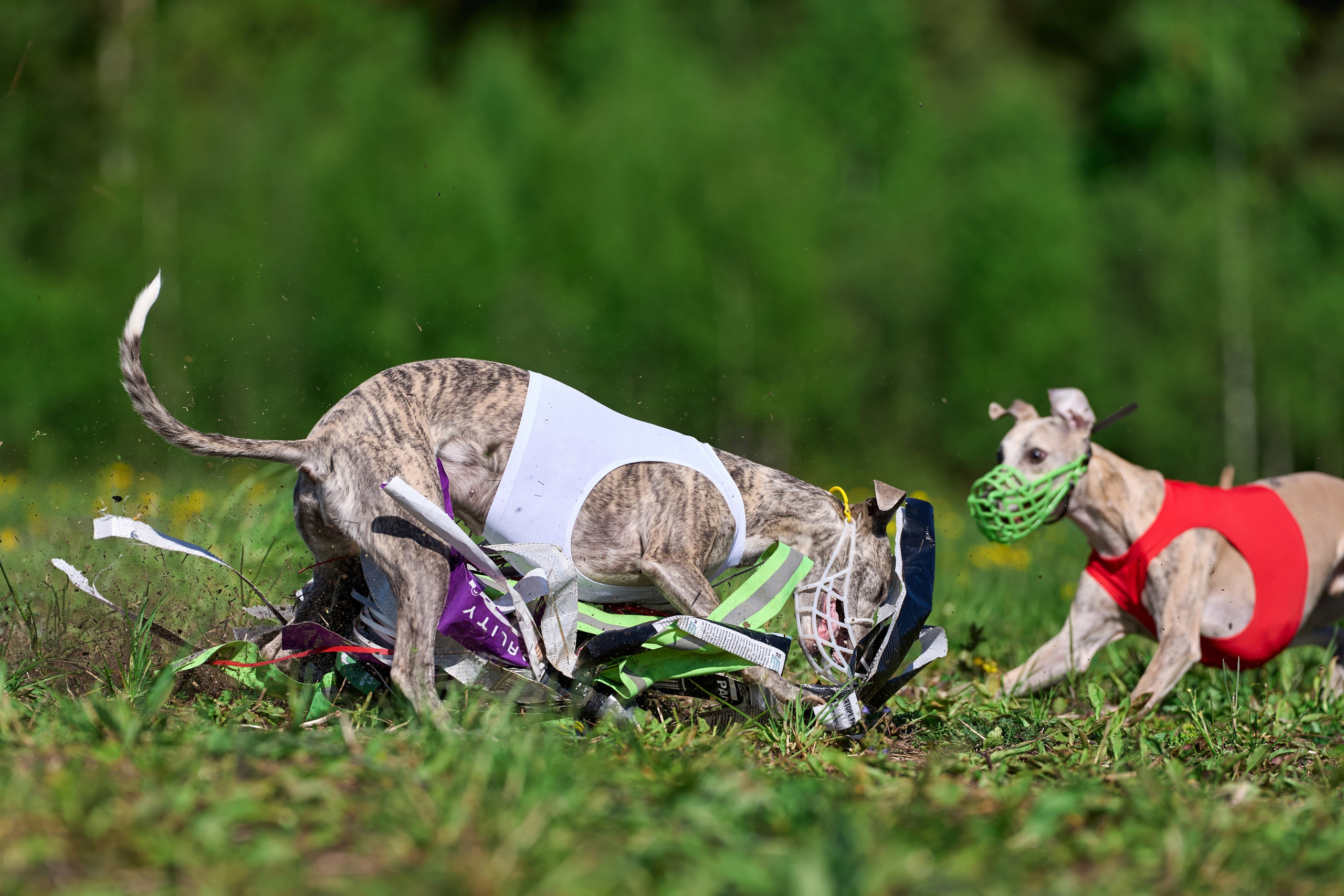 Квалификация по курсингу Донино. Фотограф-анималист Михаил Манухин