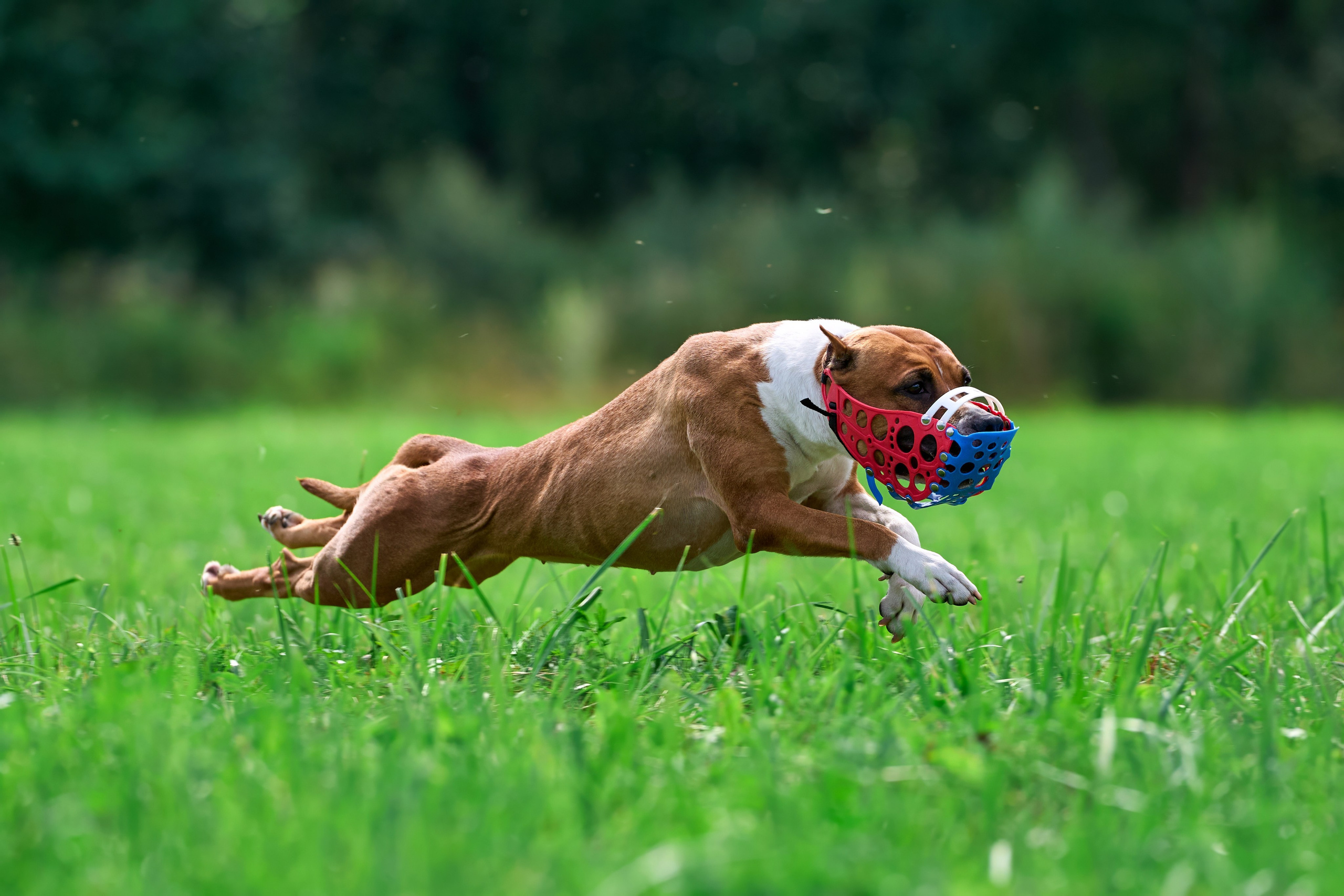 Тренировка в Донино. Фотограф-анималист Михаил Манухин