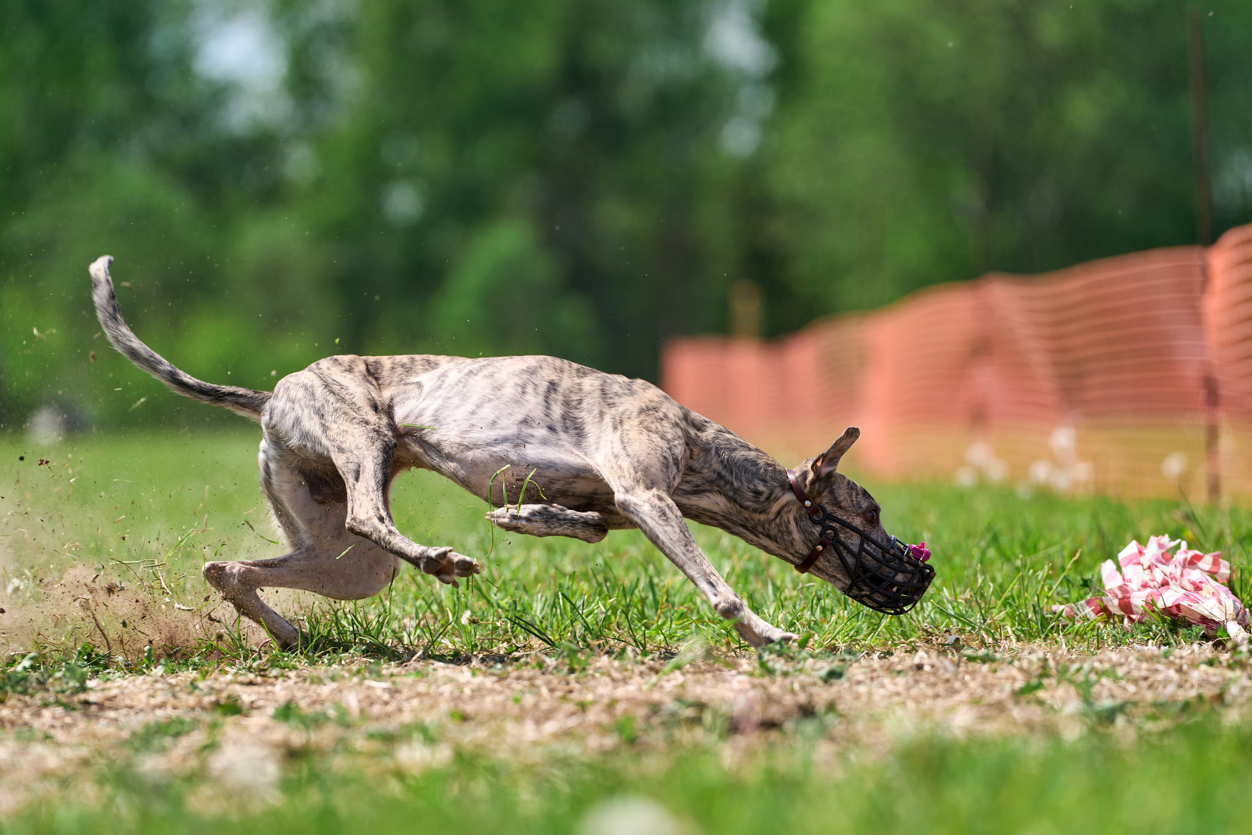 Квалификация по рейсингу. РАЛББ и Курсинг на Ярославке. Фотограф-анималист Михаил Манухин