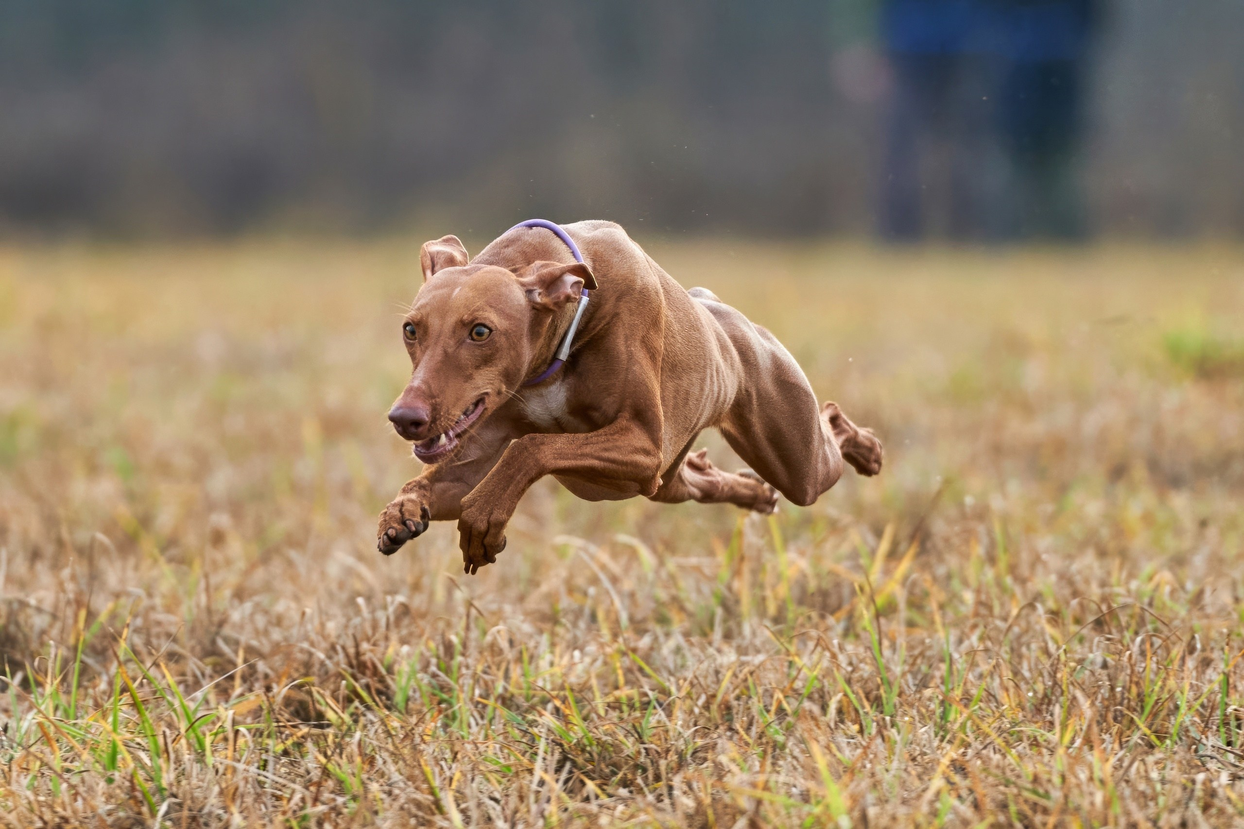 Состязания свор «Тройки». Фотограф-анималист Михаил Манухин