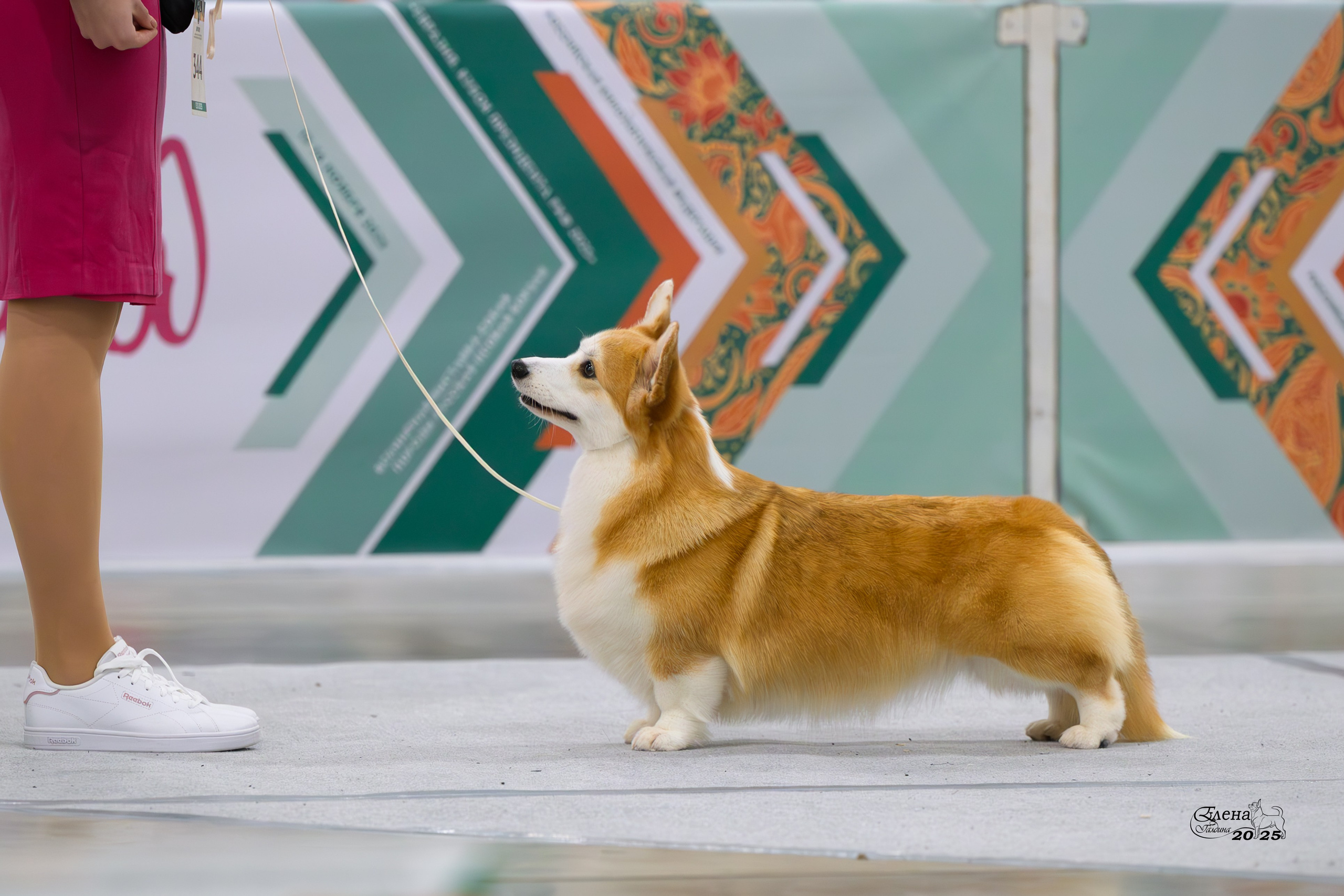 15-16.11.2025 ЕВРАЗИЯ г. Москва. Фотограф анималист Елена Галдина г. Красноярск