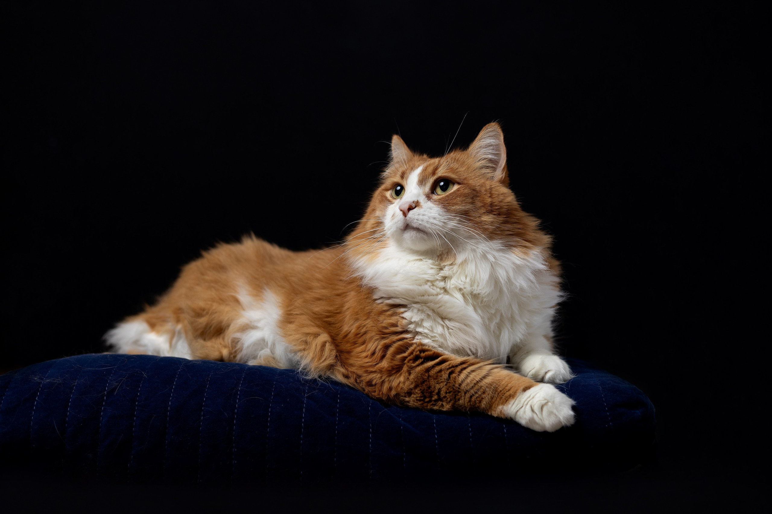 Котосессия Тимоша. Фотограф. Спорт, репортаж, предметная съемка